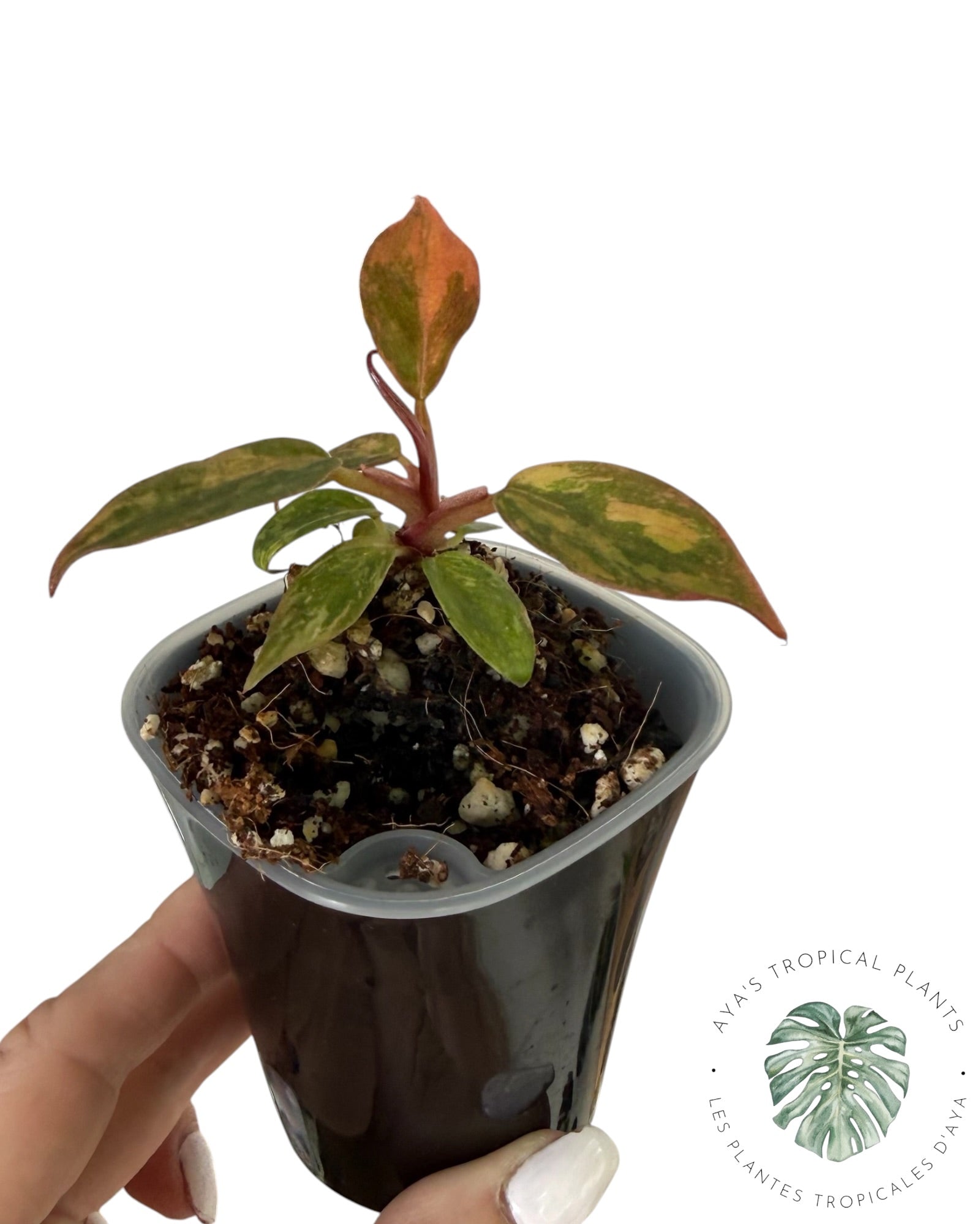 Philodendron Caramel Marble ‘Fire Tiger’