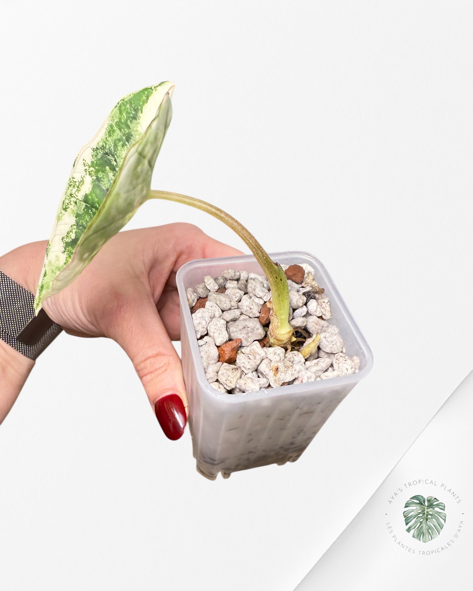 Alocasia Bisma Platinum Albo Variegated