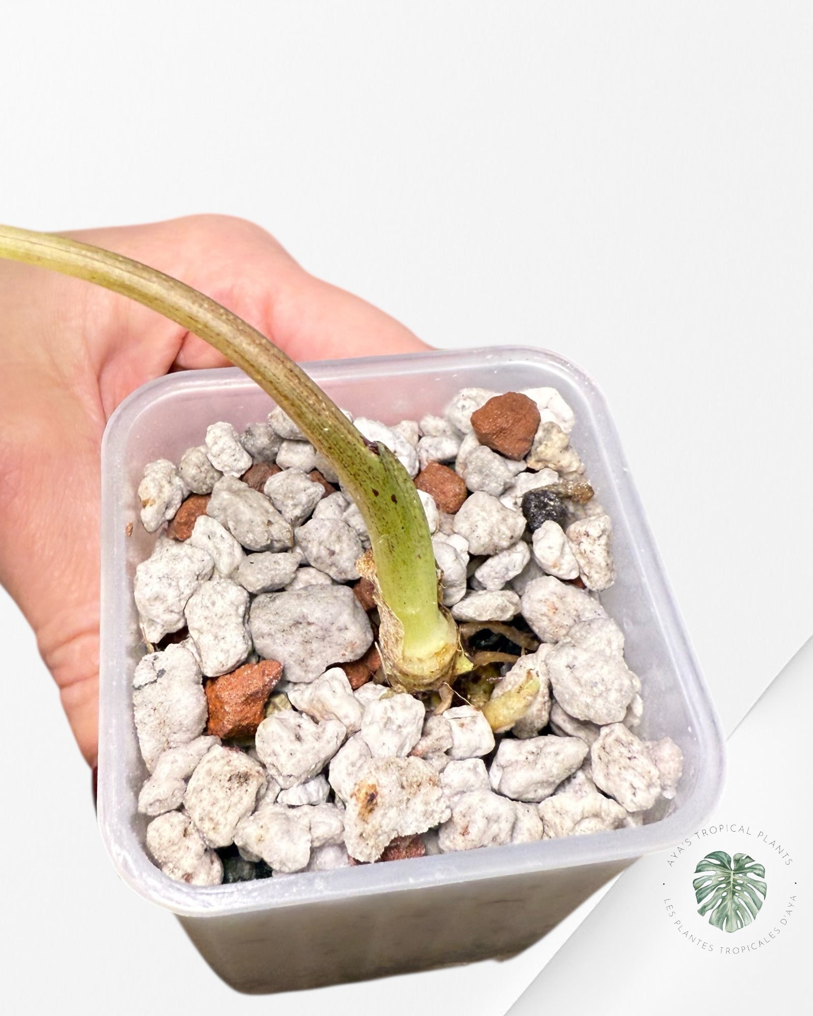 Alocasia Bisma Platinum Albo Variegated