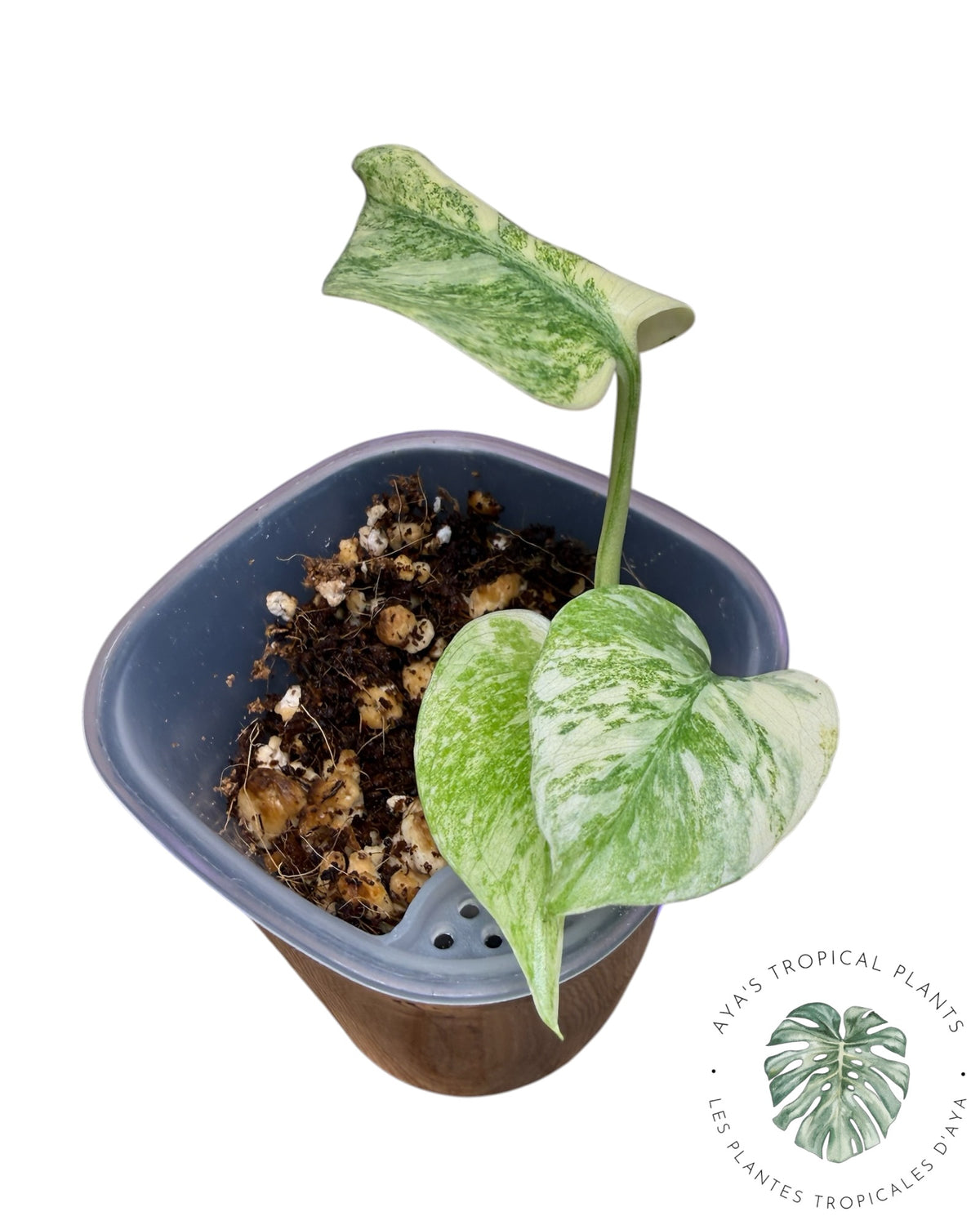 Monstera Green Snow