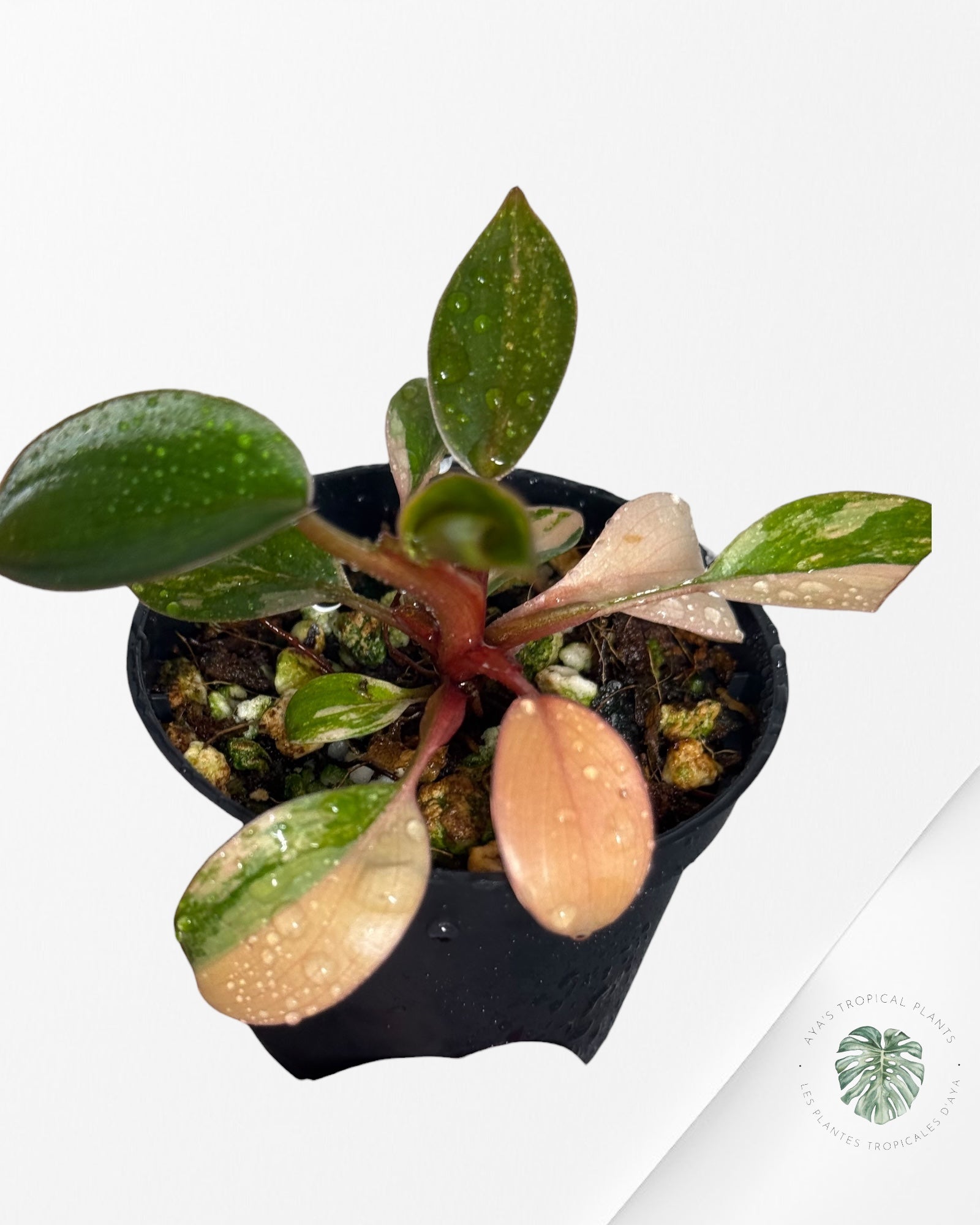 Philodendron Red Congo