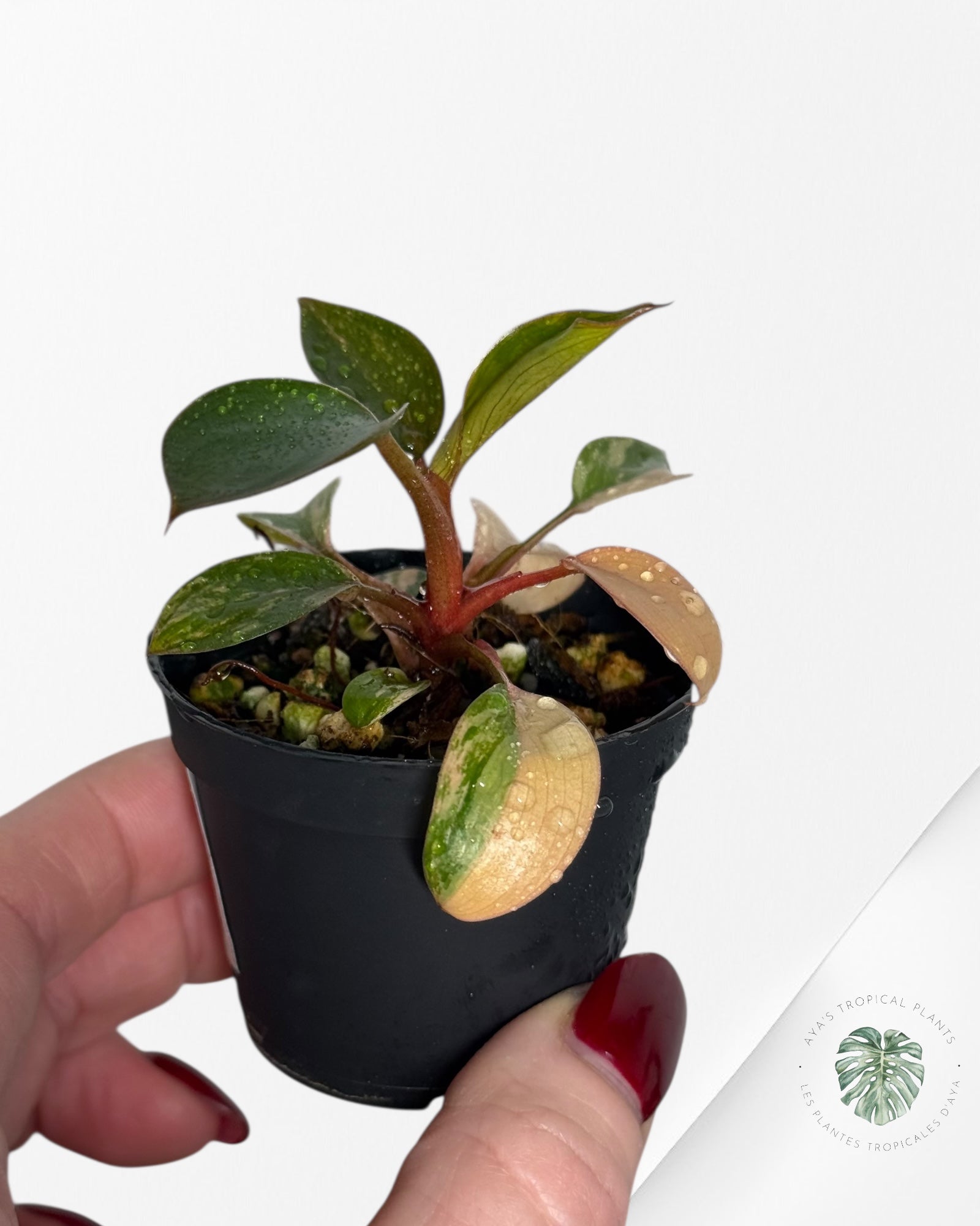 Philodendron Red Congo