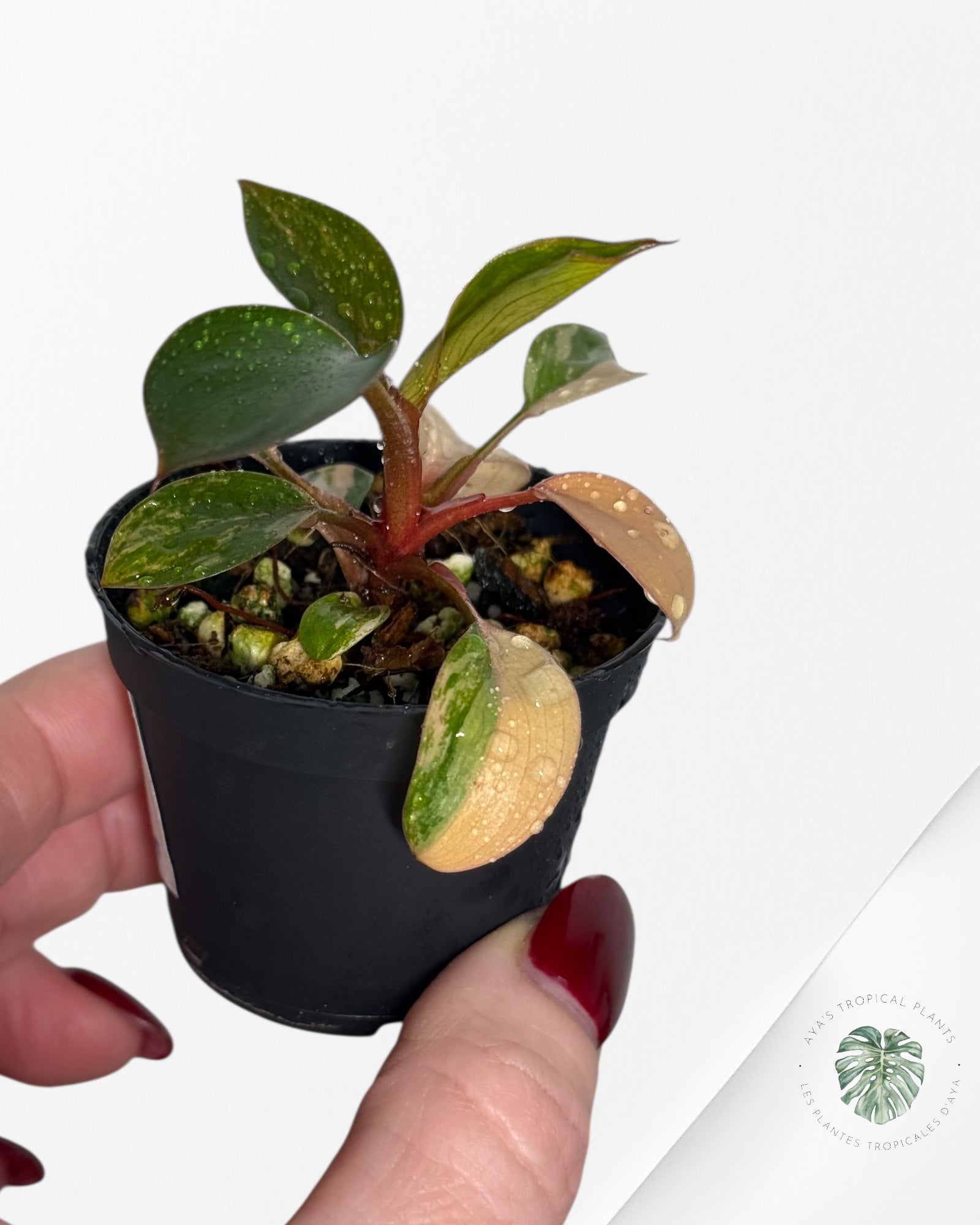 Philodendron Red Congo