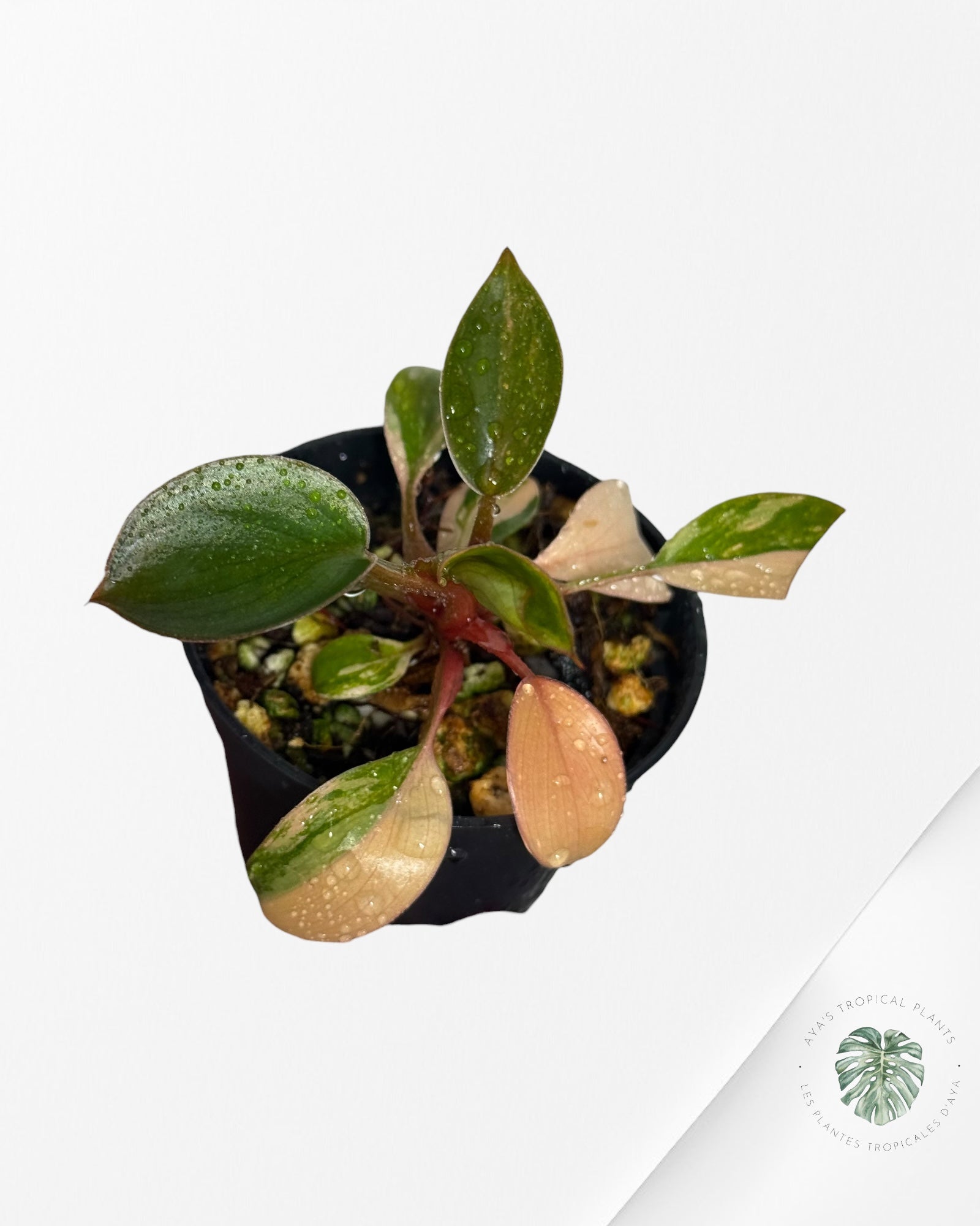 Philodendron Red Congo