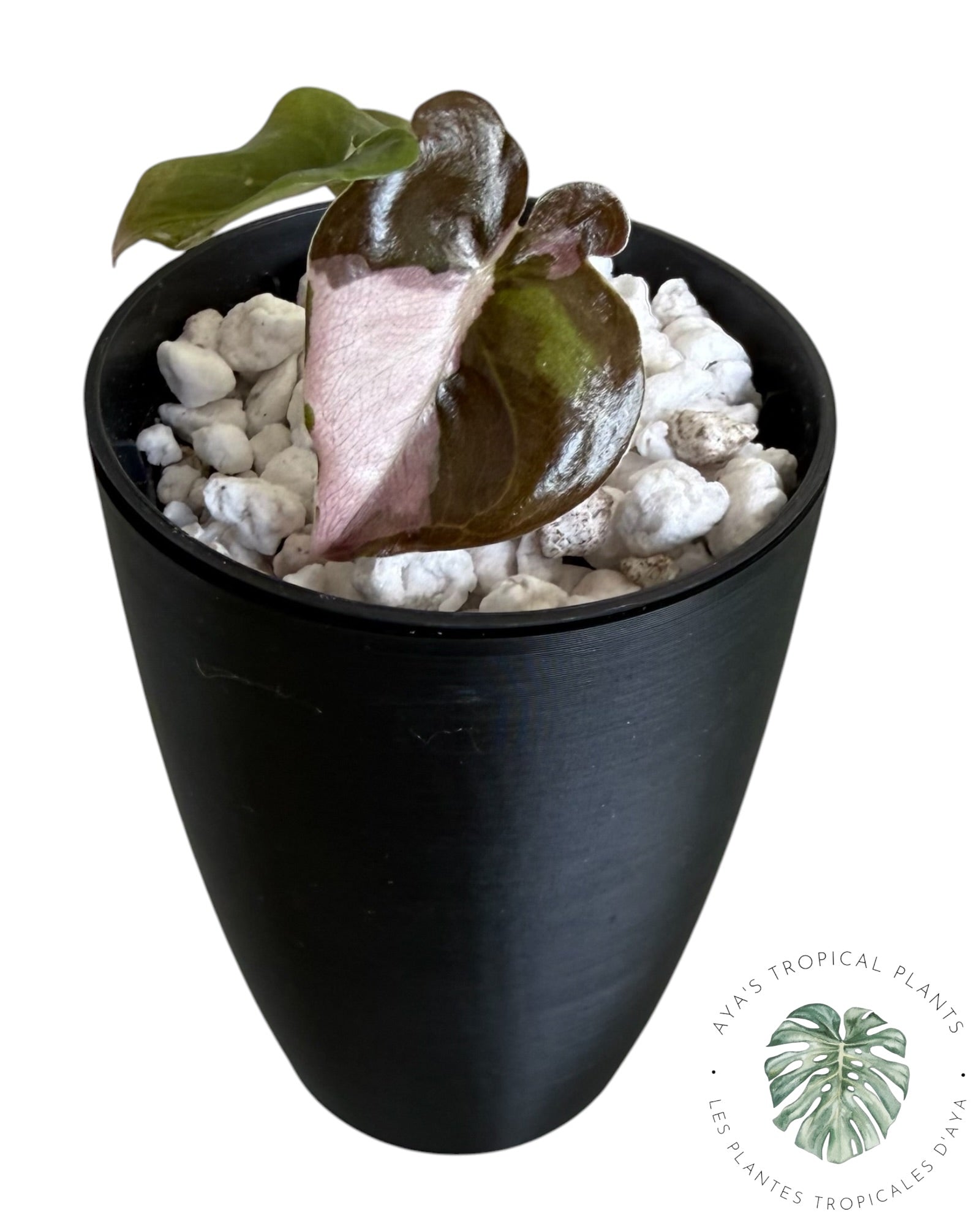 Alocasia Cuprea Pink Albo Variegated