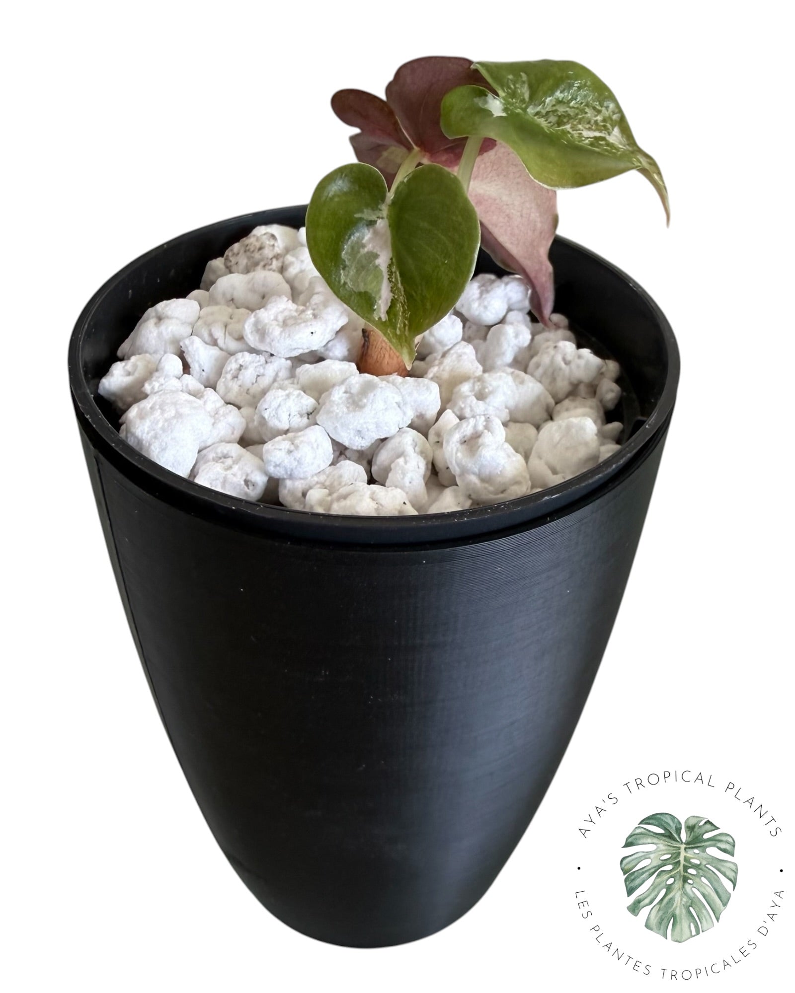 Alocasia Cuprea Pink Albo Variegated