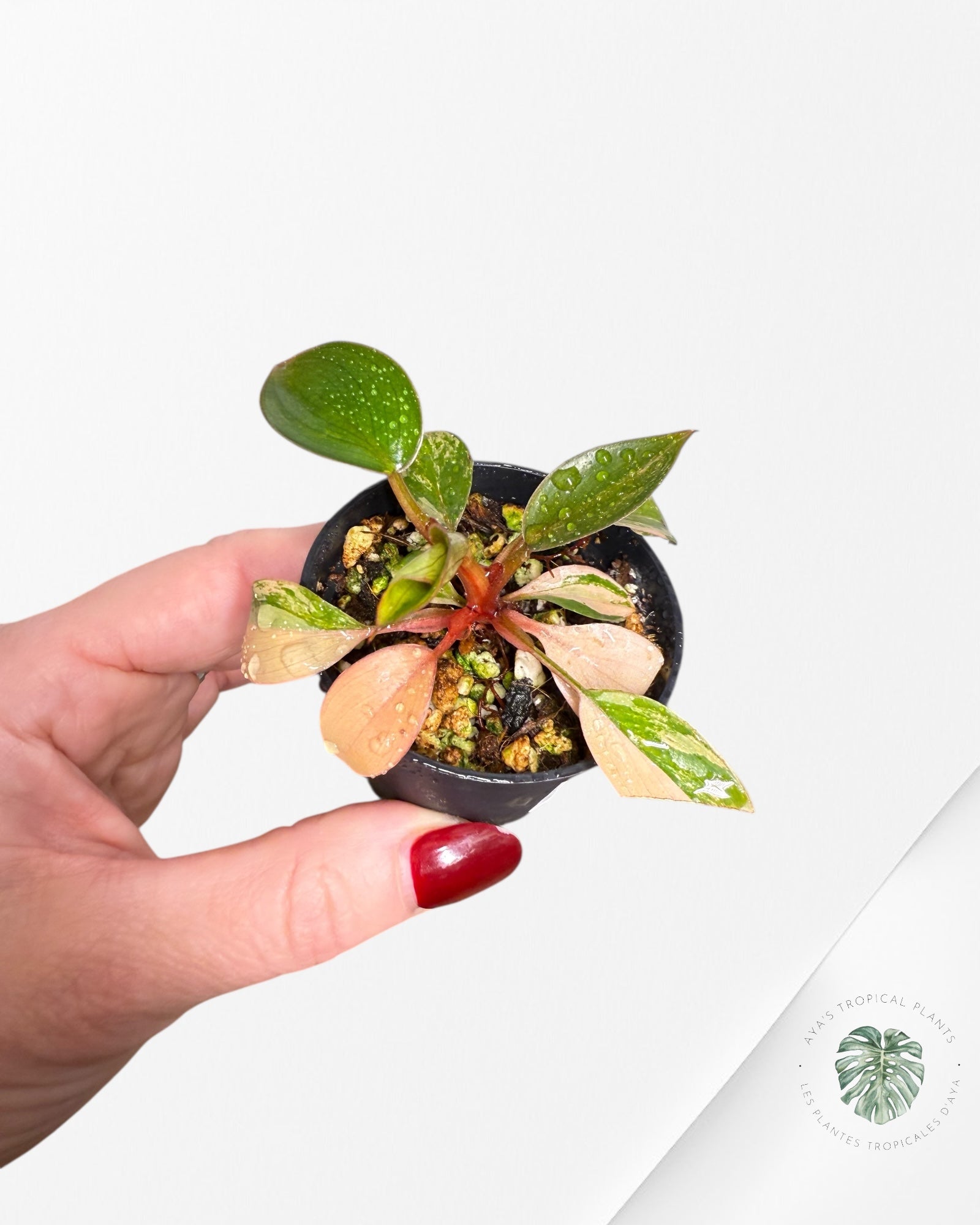 Philodendron Red Congo