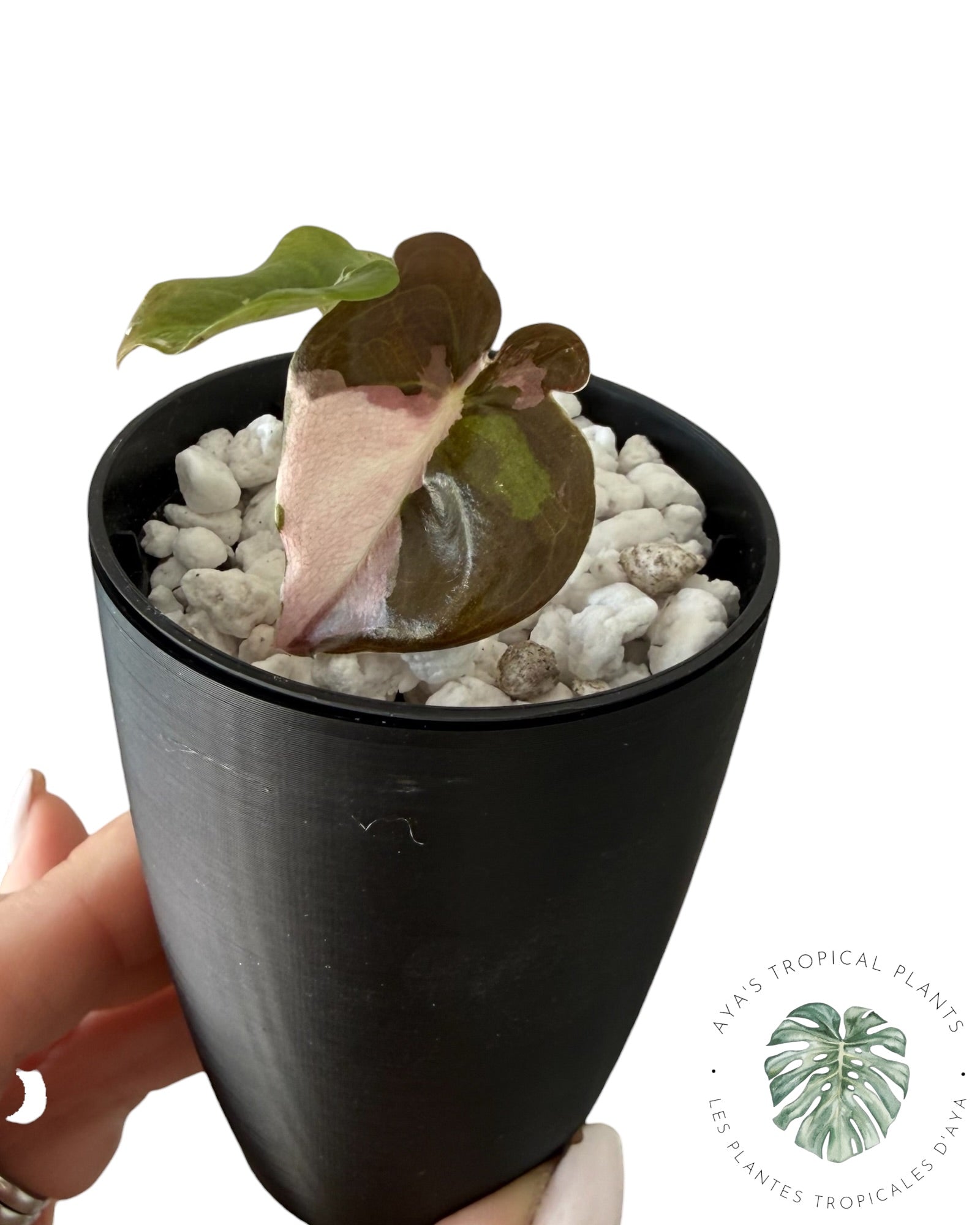 Alocasia Cuprea Pink Albo Variegated