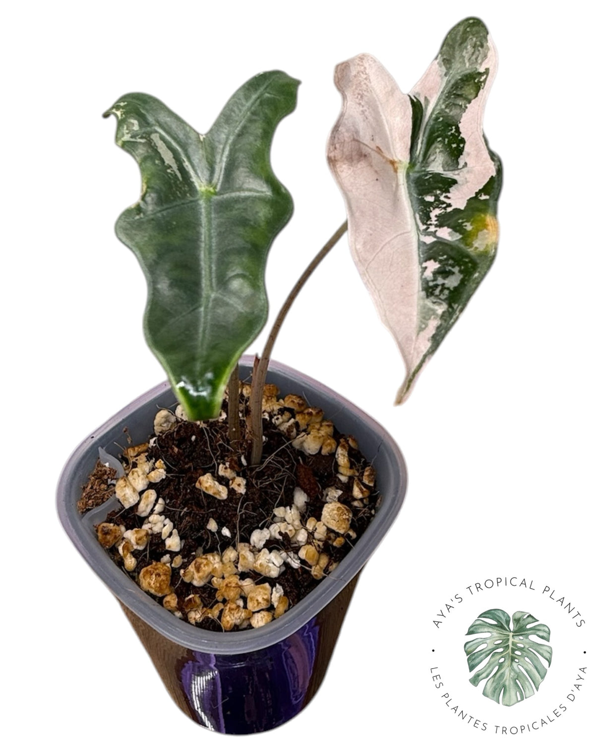 Alocasia Nobilis Panaché Rose