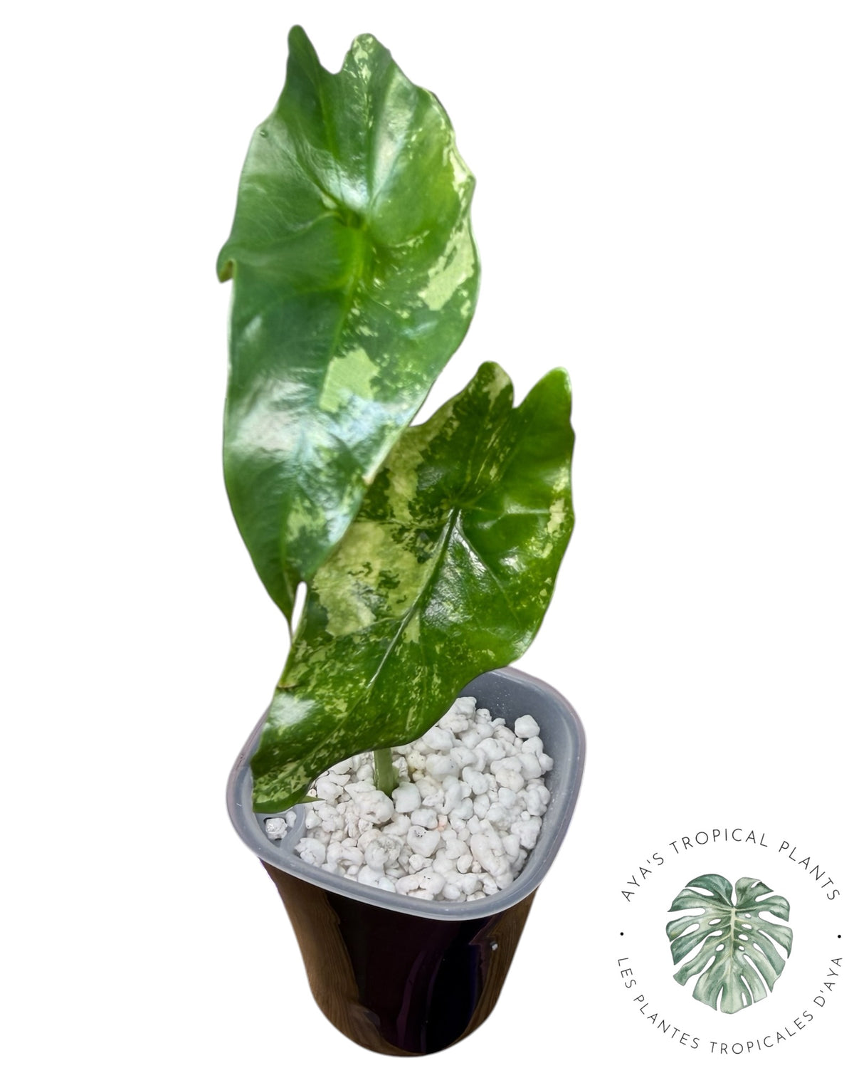 Alocasia Simpo Albo Variegated
