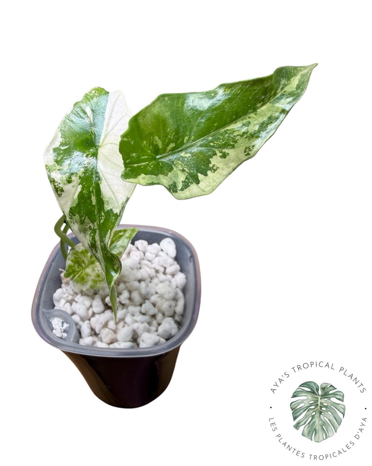 Alocasia Simpo Albo Variété Panachée