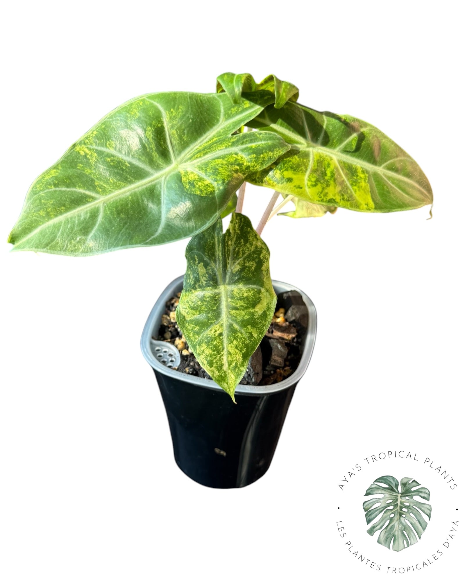 Alocasia Nairobi Night Tricolor