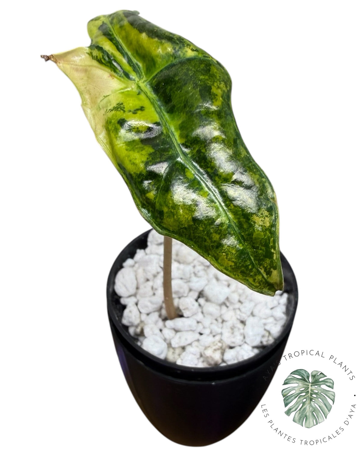 Alocasia Nobilis Aurea Panaché