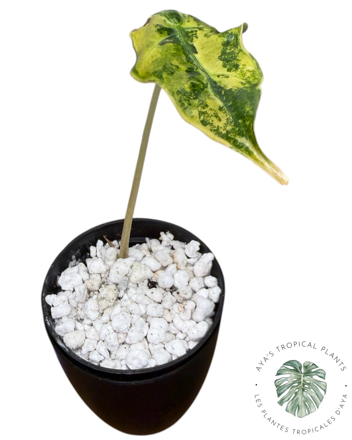 Alocasia Nobilis Aurea Panaché