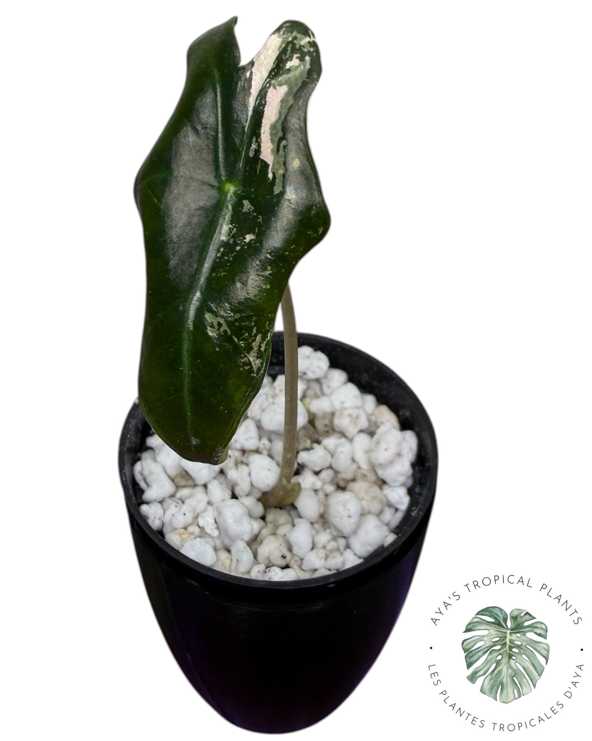 Alocasia Nobilis Panaché Rose