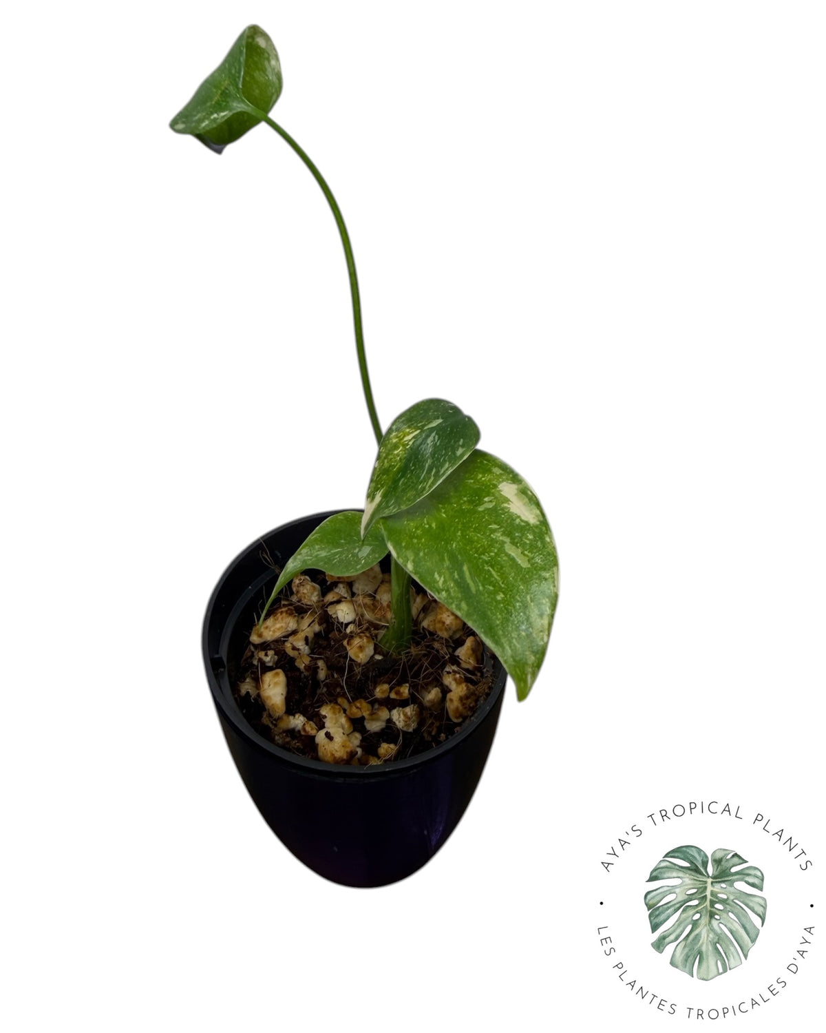 Monstera Thai Constellation Crème brûlée