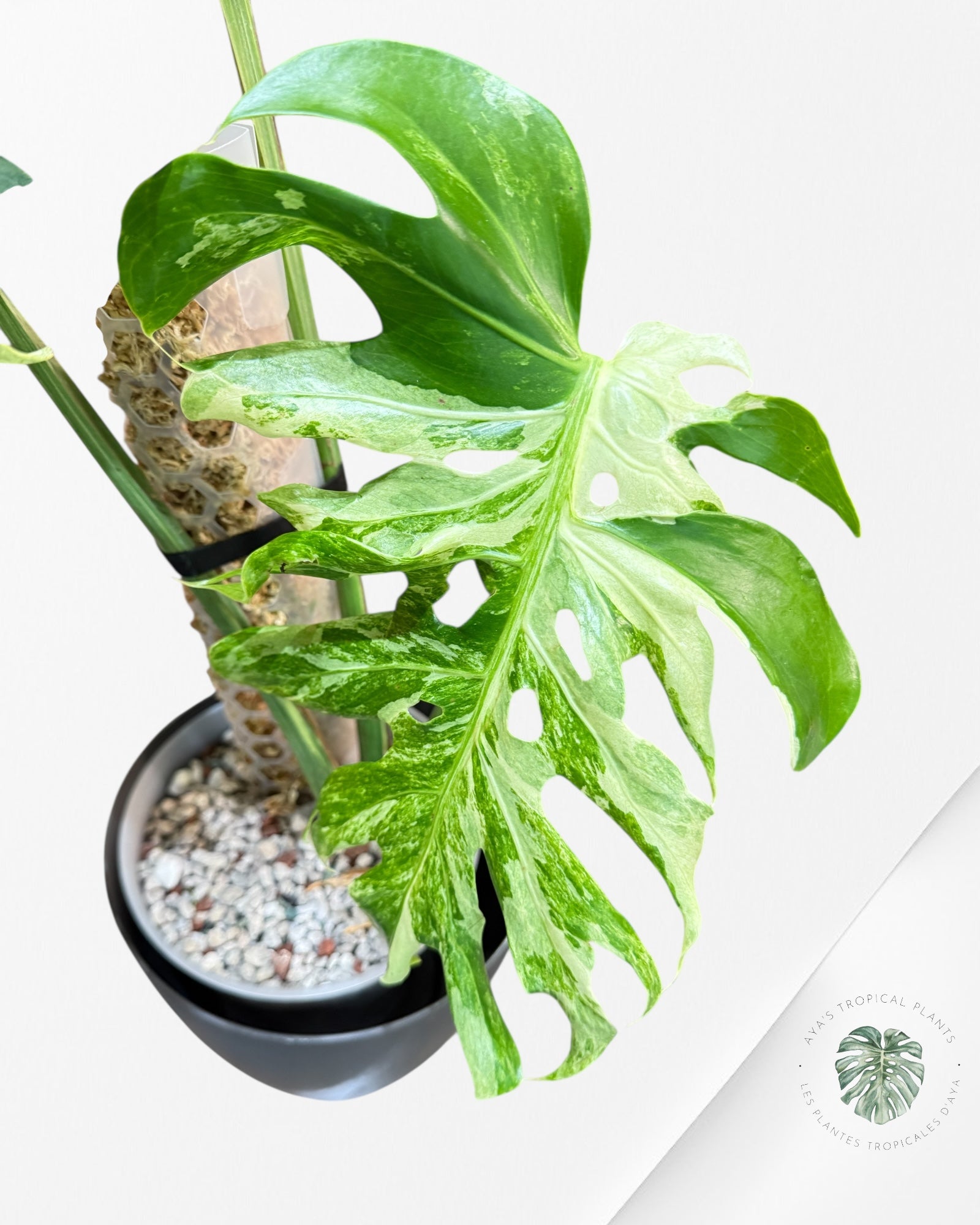 Monstera Ocean Mint | Rare Aroid | Aya's Tropical Plants