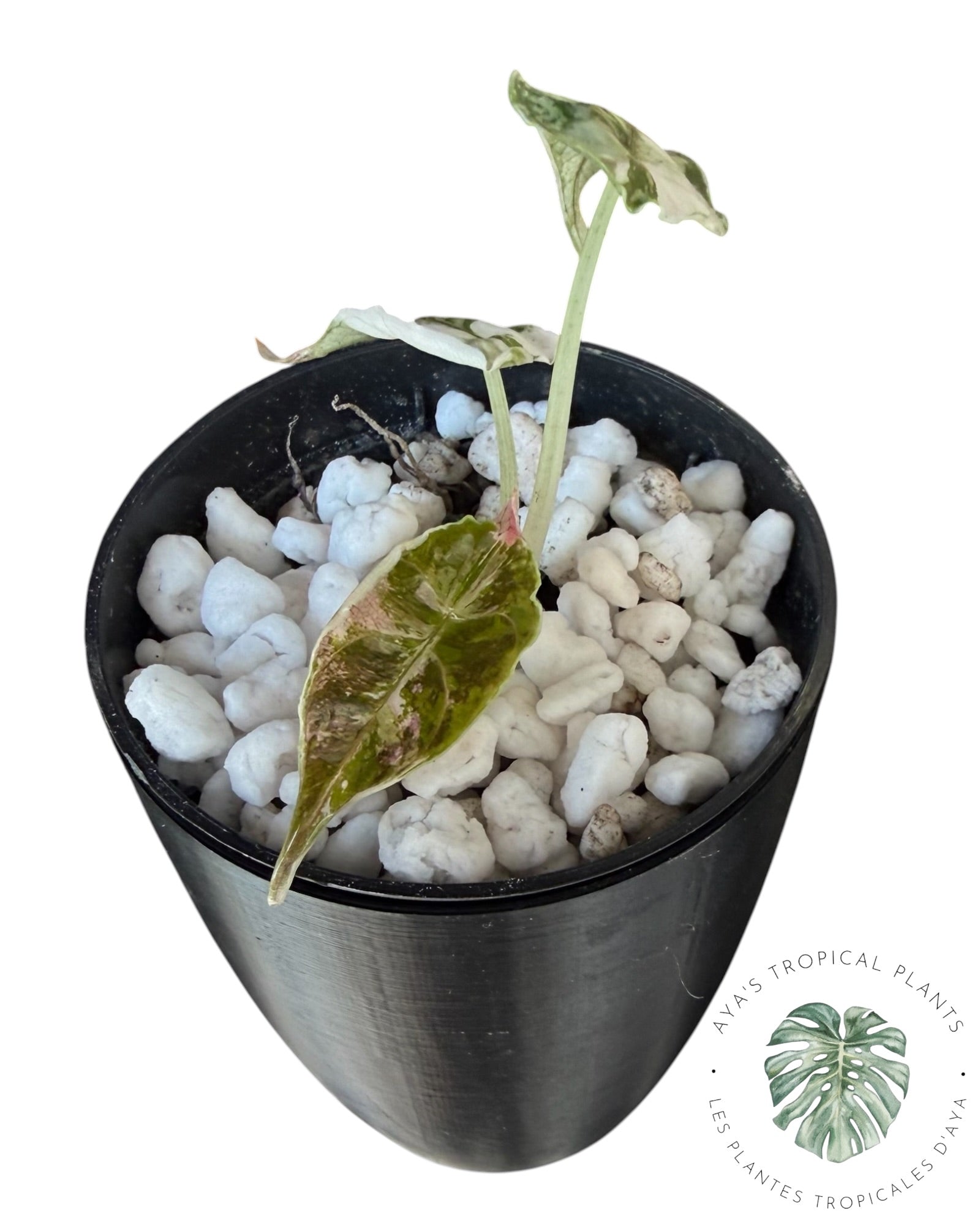 Alocasia Azlanii Pink Variegated