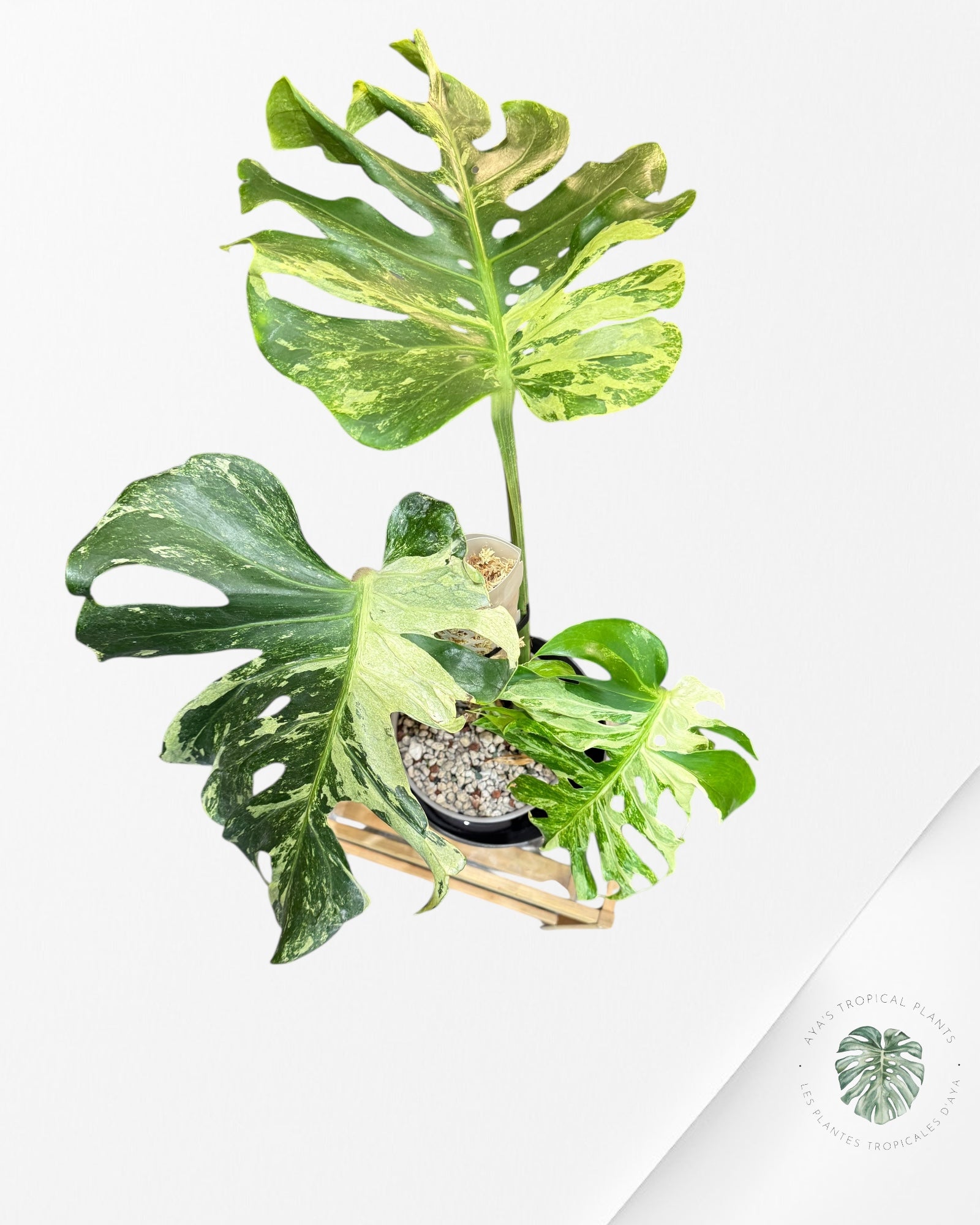 Monstera Ocean Mint | Rare Aroid | Aya's Tropical Plants