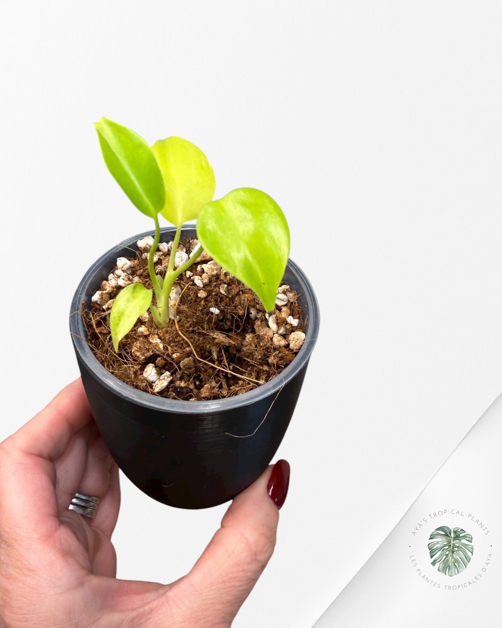 Monstera ‘Lemon Lime’