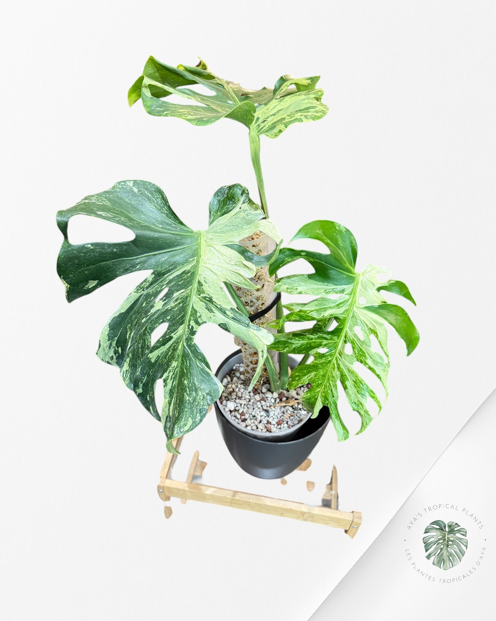 Monstera Ocean Mint | Rare Aroid | Aya's Tropical Plants