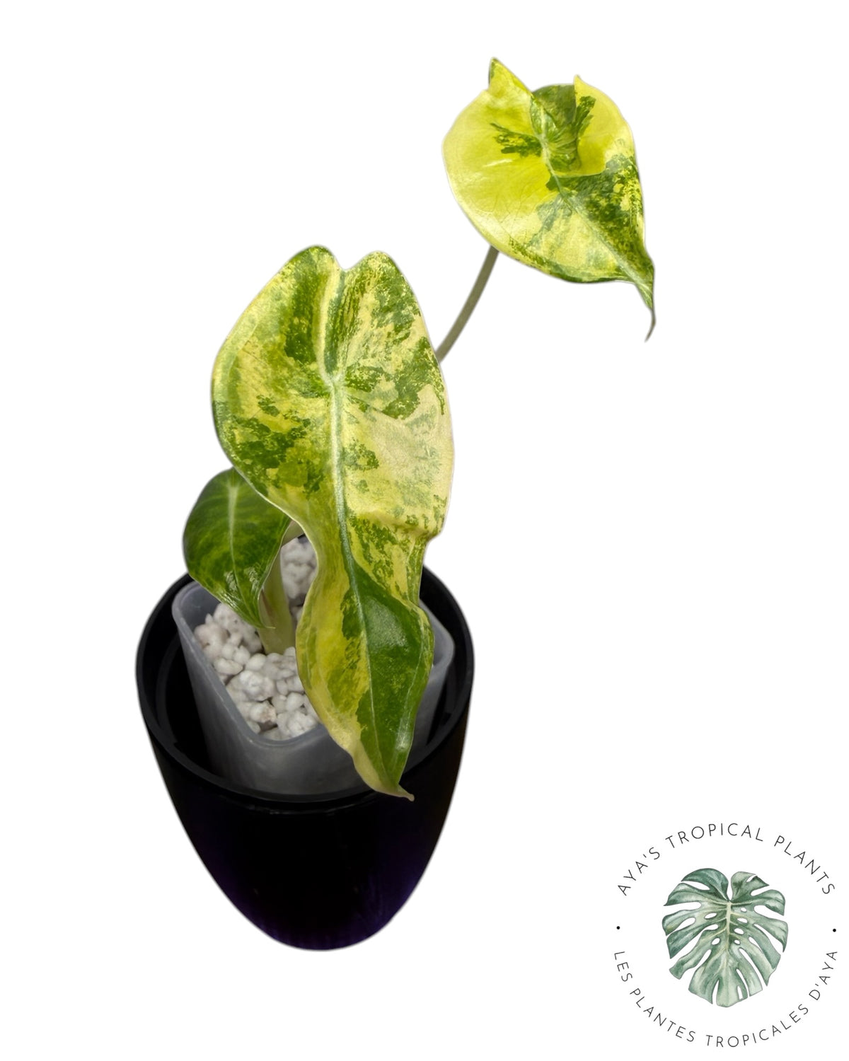 Alocasia Longiloba Grandis Aurea Panaché