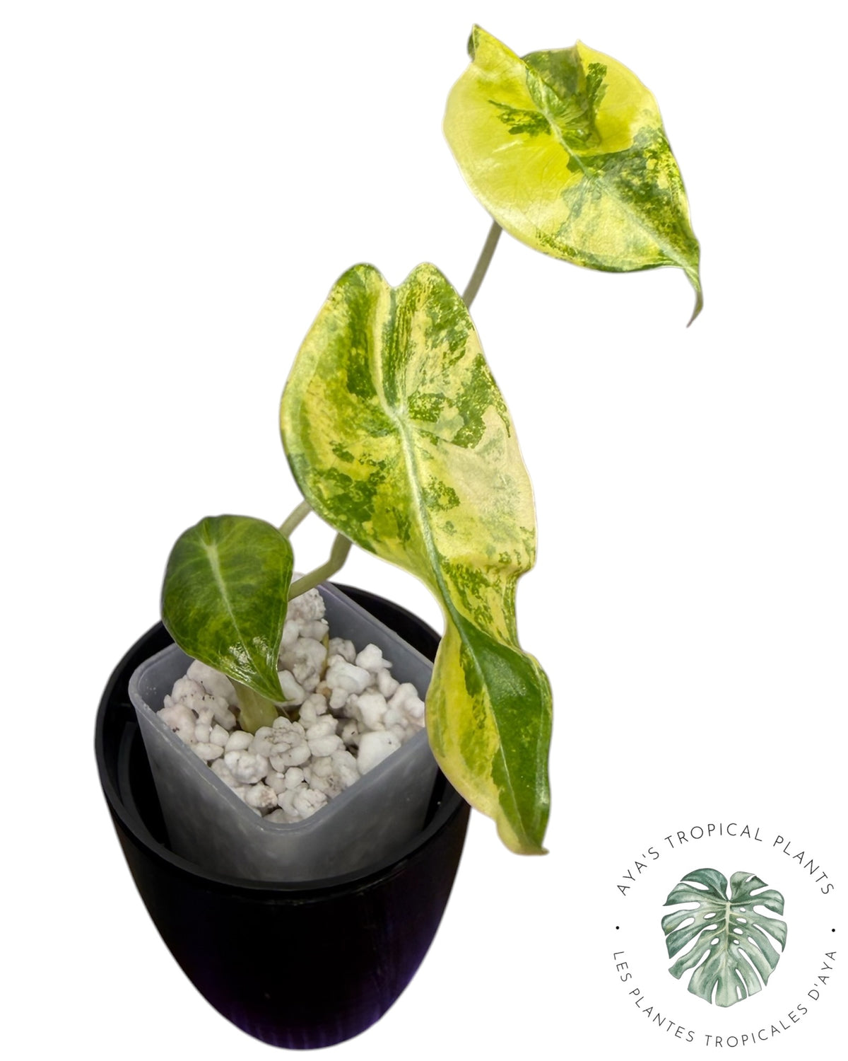 Alocasia Longiloba Grandis Aurea Panaché