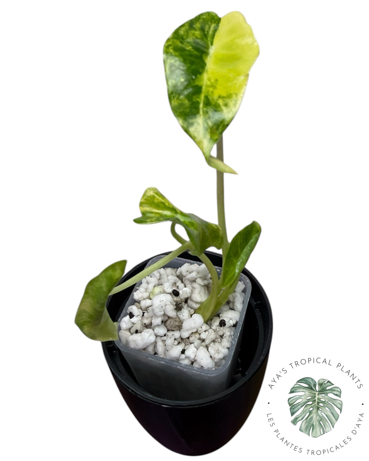 Alocasia Longiloba Grandis Aurea Variegated