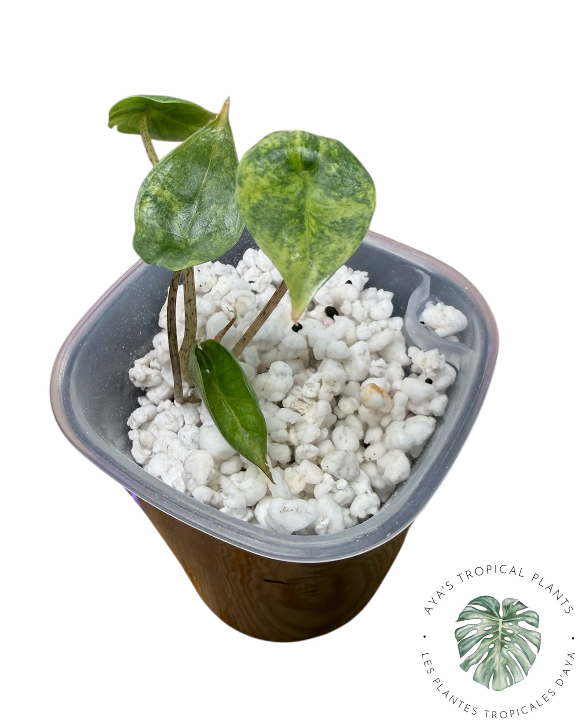 Alocasia Heterophylla Metallic Blue Aurea Panaché