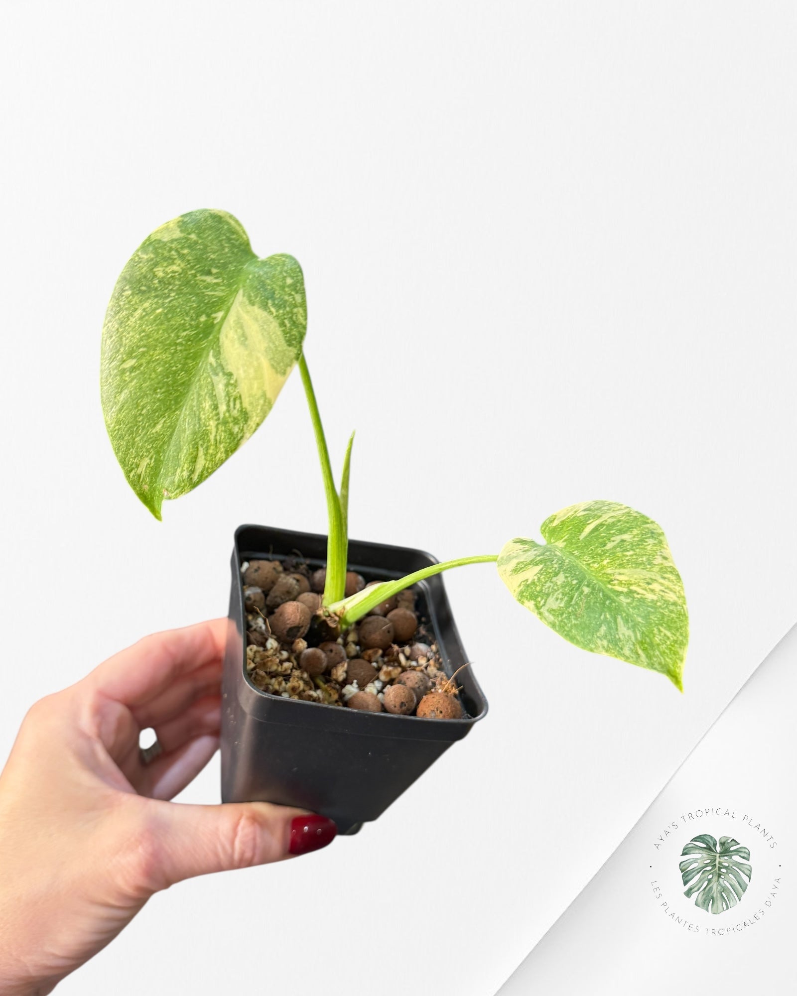 Monstera Legacy | Rare Aroid Plant | Aya's Tropical Plants