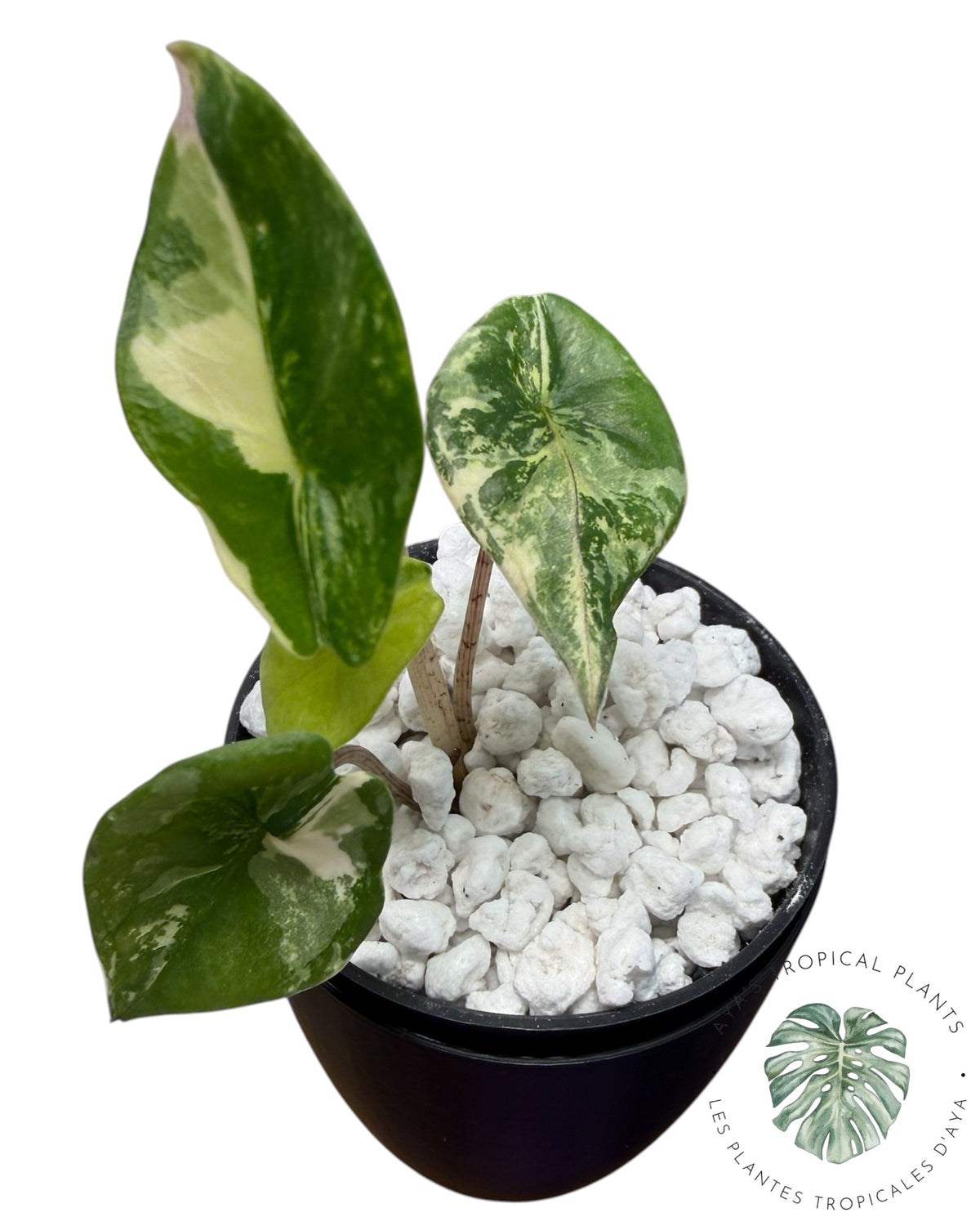 Alocasia Heterophylla Metallic Blue Albo