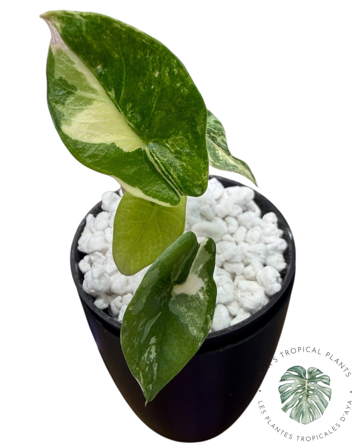 Alocasia Heterophylla Metallic Blue Albo