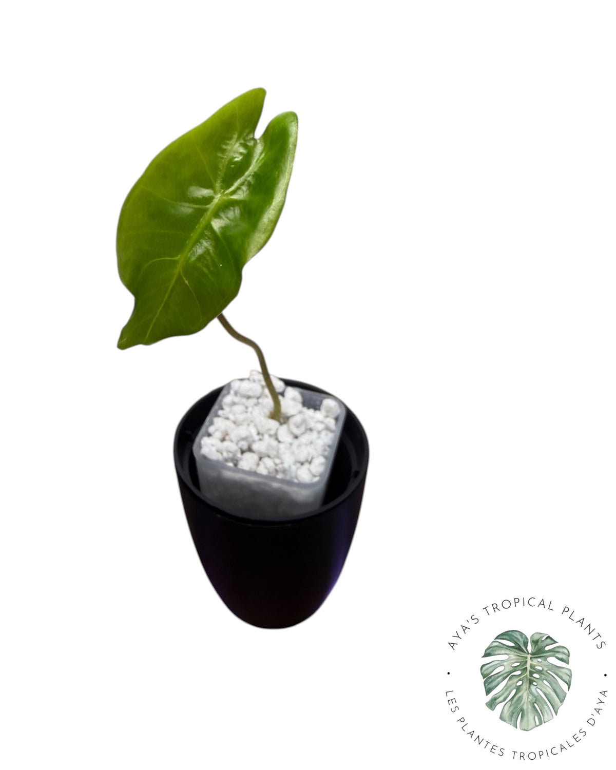 Alocasia Black Satun Pink Bone