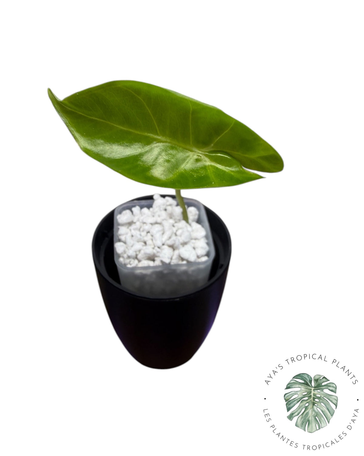 Alocasia Black Satun Pink Bone