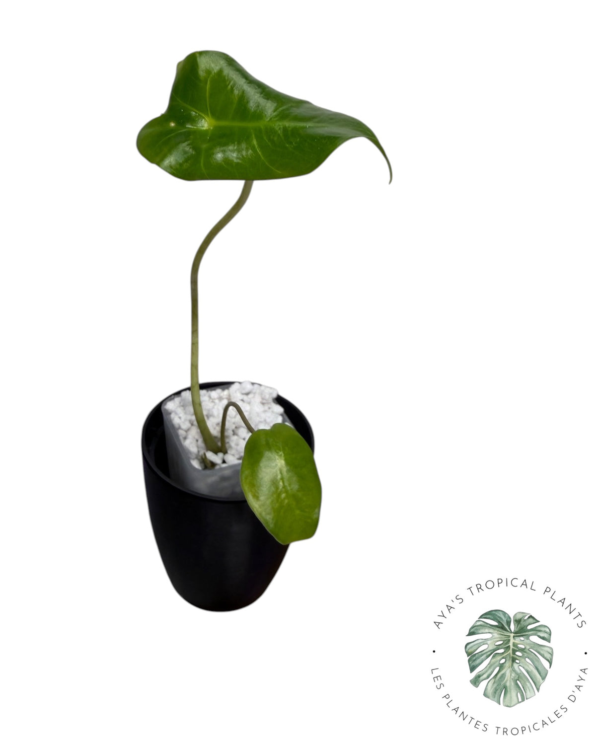 Alocasia Black Satun Pink Bone