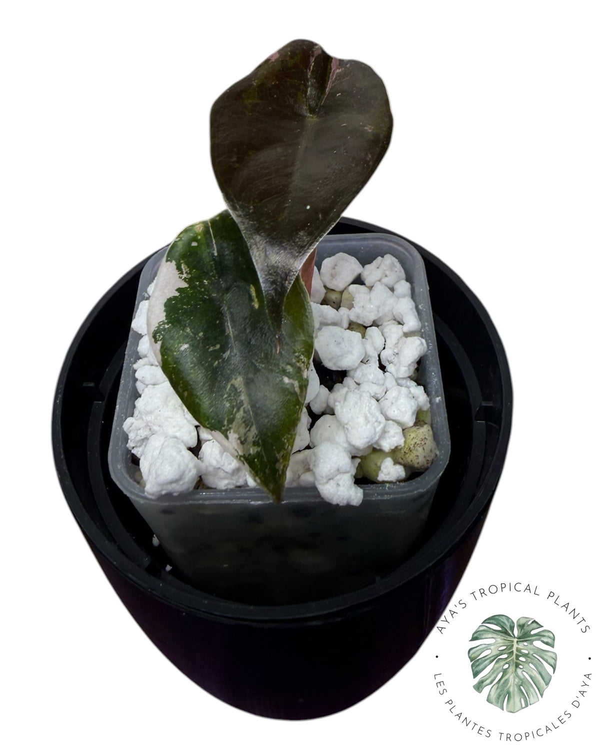 Alocasia Chantrieri panaché rose