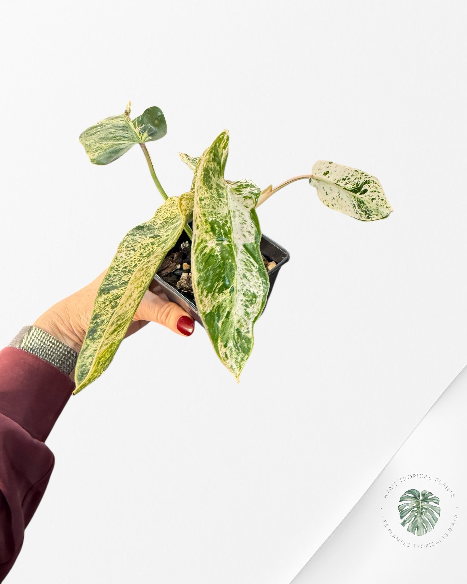 Philodendron Emerald Ice | Rare Aroid | Aya's Tropical Plants