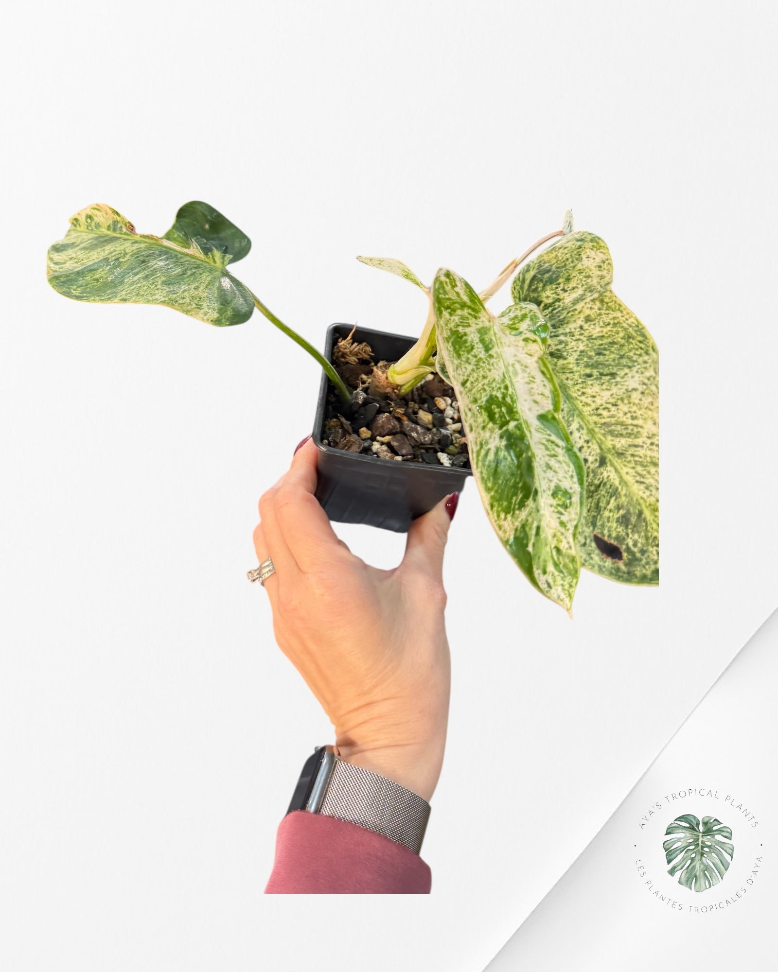 Philodendron Emerald Ice | Rare Aroid | Aya's Tropical Plants