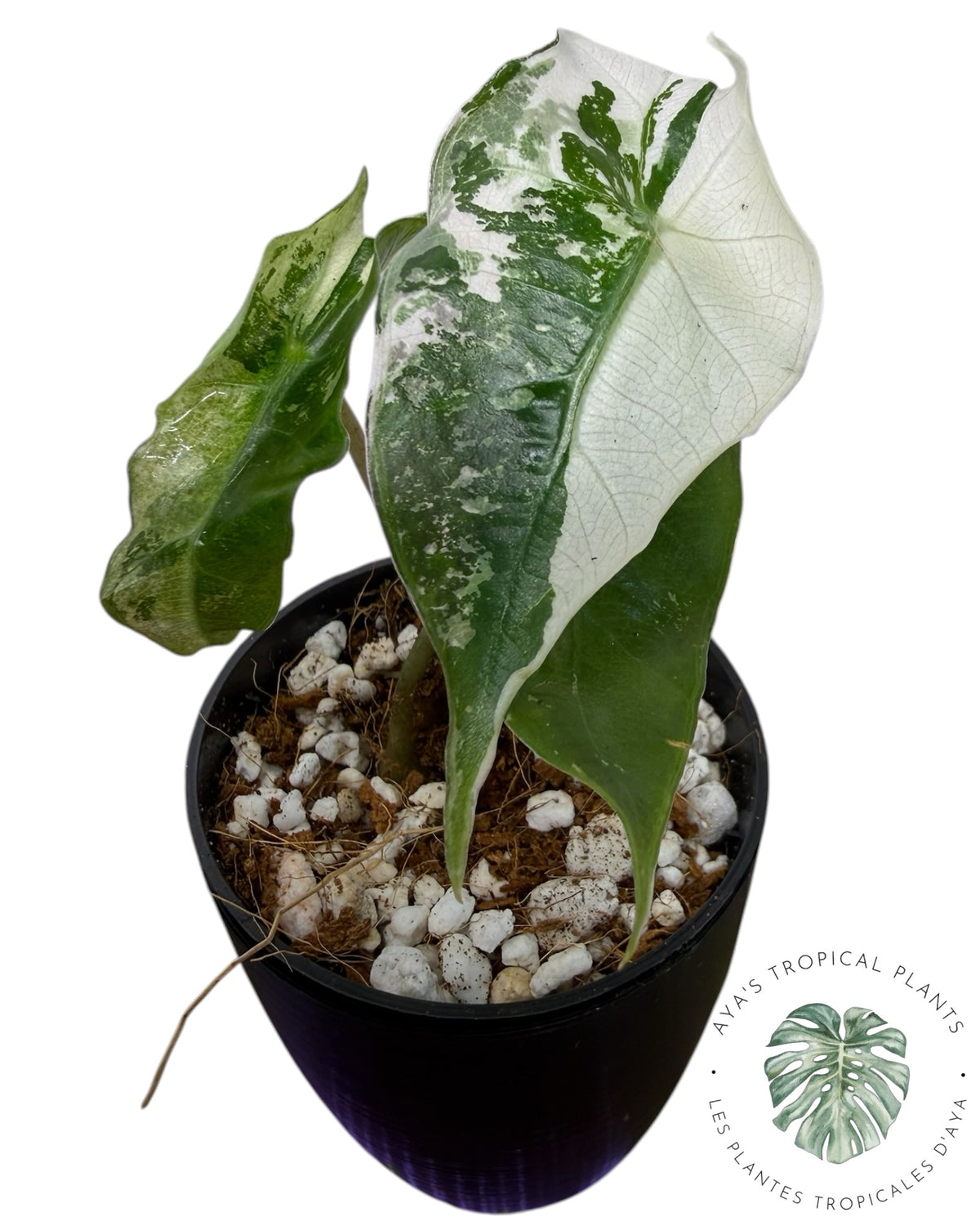 Alocasia Polly Flocon de neige rose