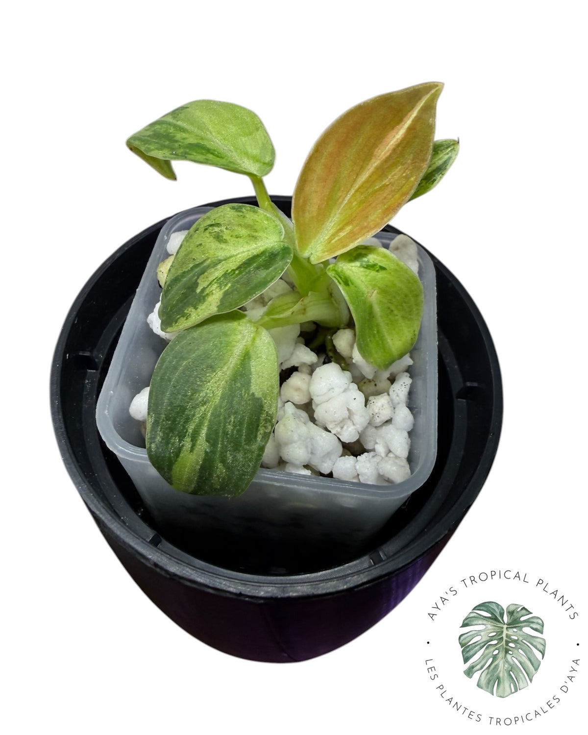 Philodendron Melanochrysum Orange