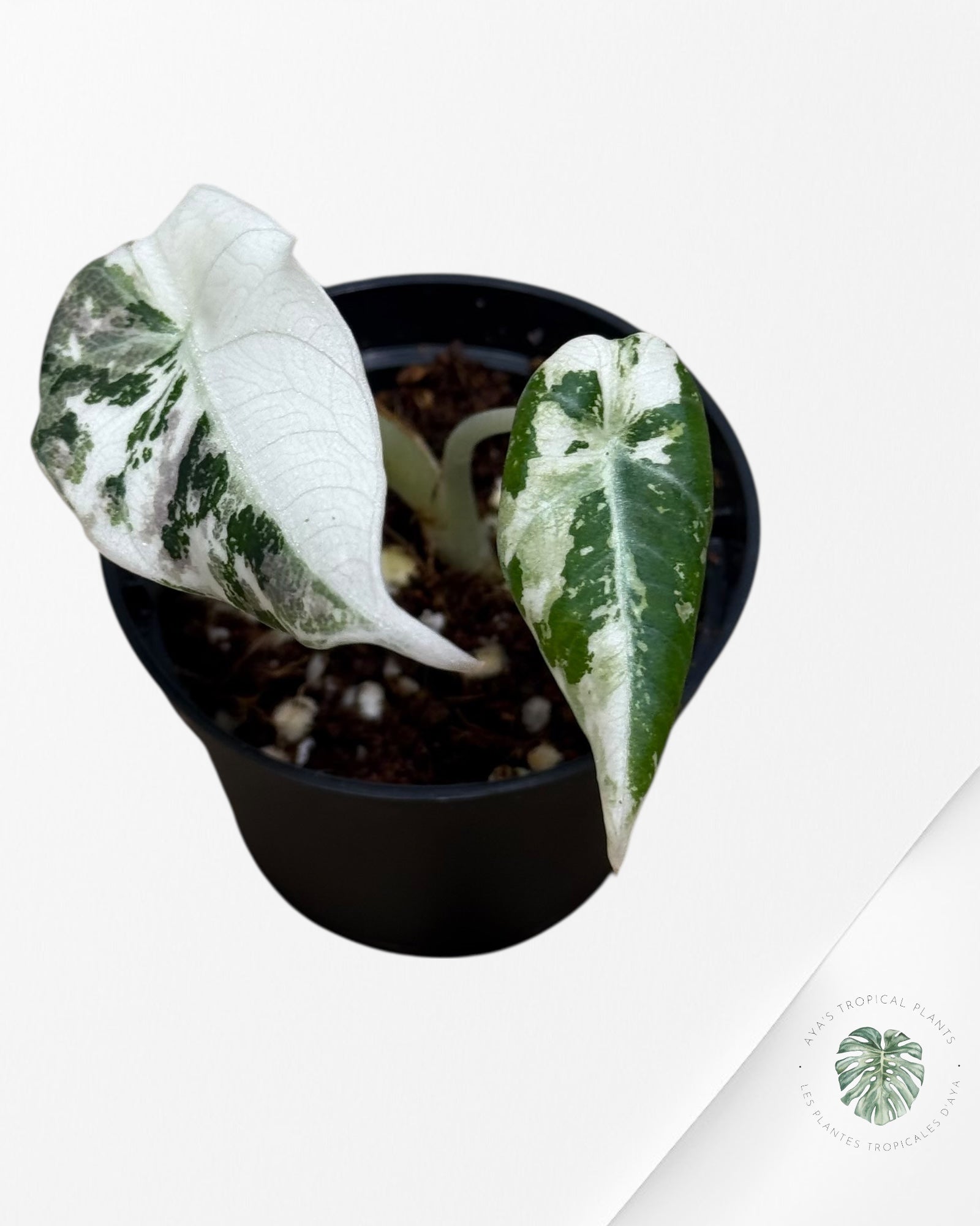 Alocasia Black Velvet Pink Variegated - 6