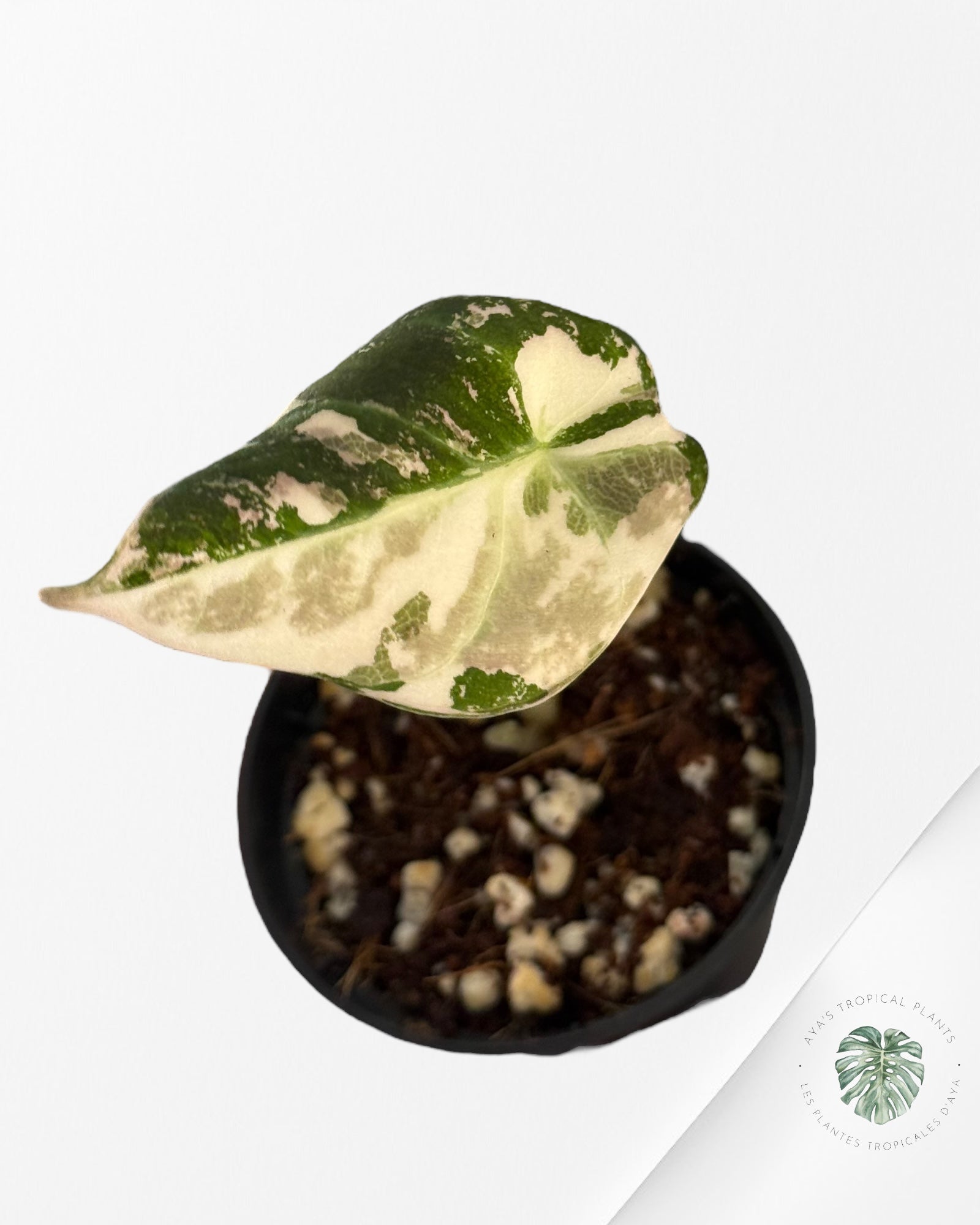 Alocasia Black Velvet Pink Variegated - 50