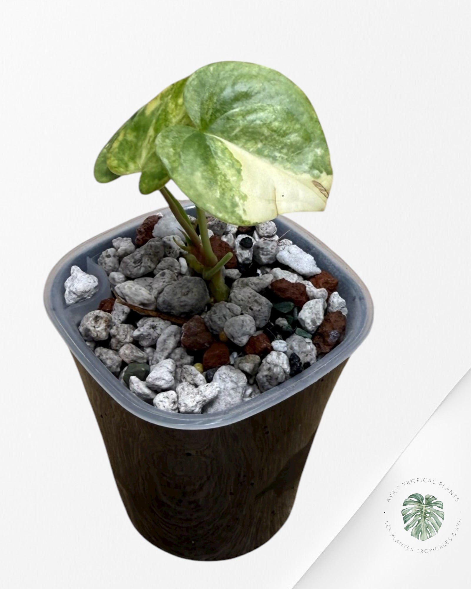 Anthurium Clarinervium Aurea Variegated