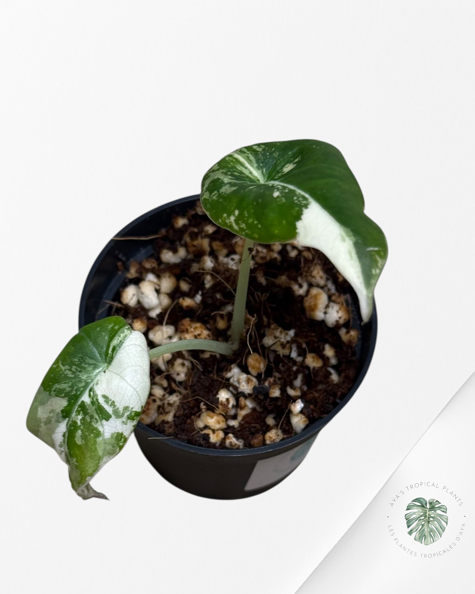 Alocasia Black Velvet Pink Variegated - 22K
