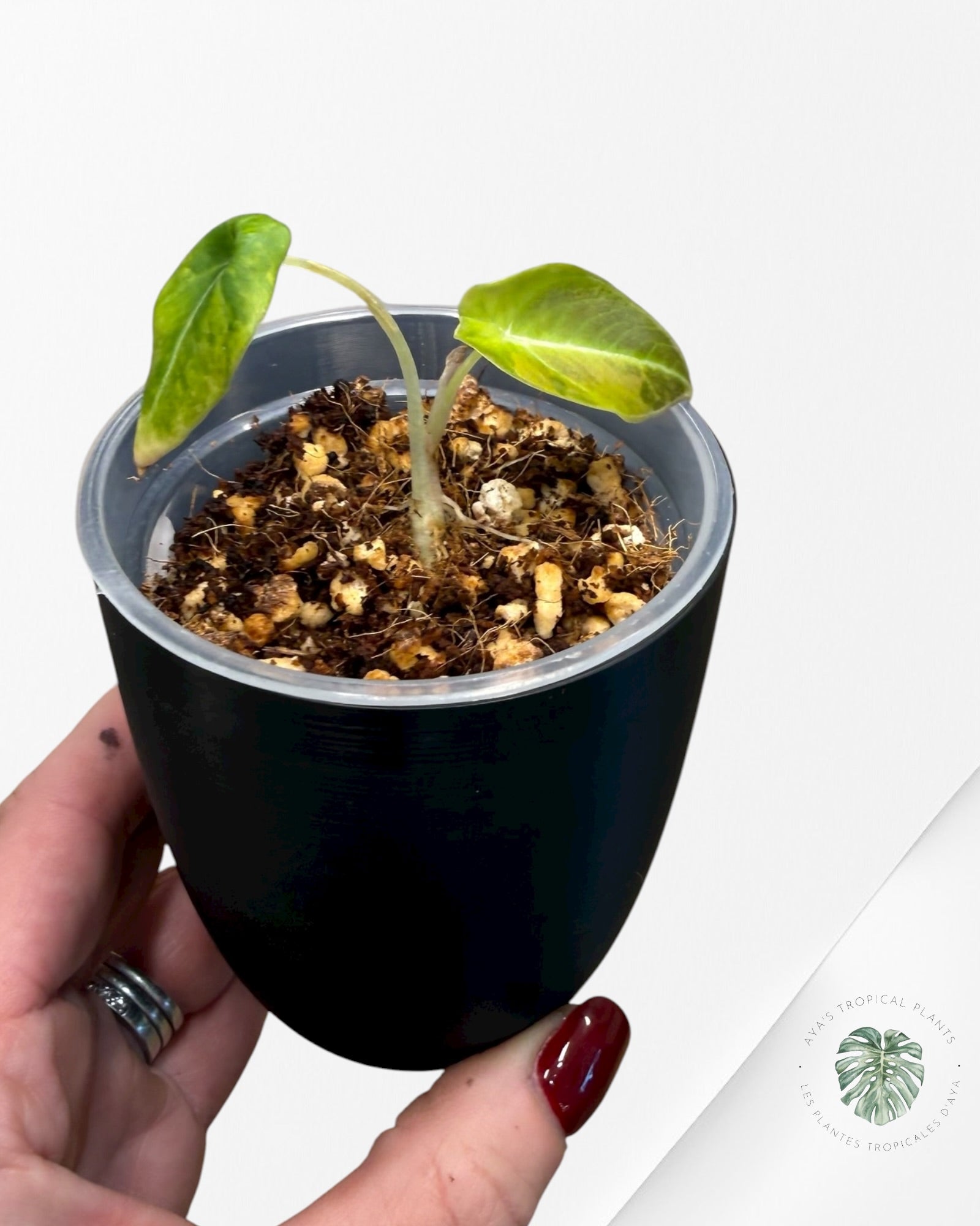 Alocasia Black Velvet Aurea Variegated