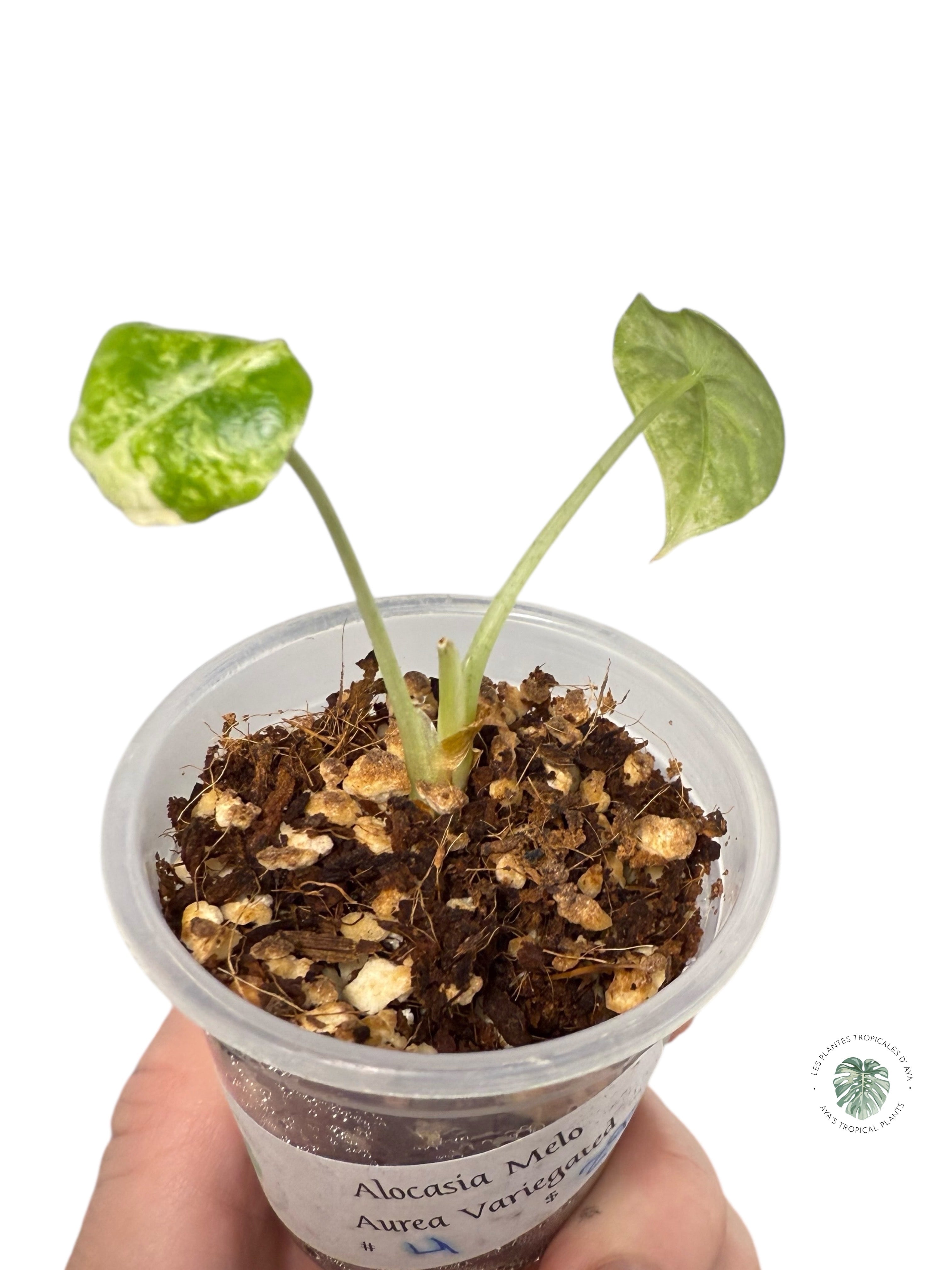 Alocasia Melo Variegated Aurea| Rare TC Plant| Aya's Tropical Plants