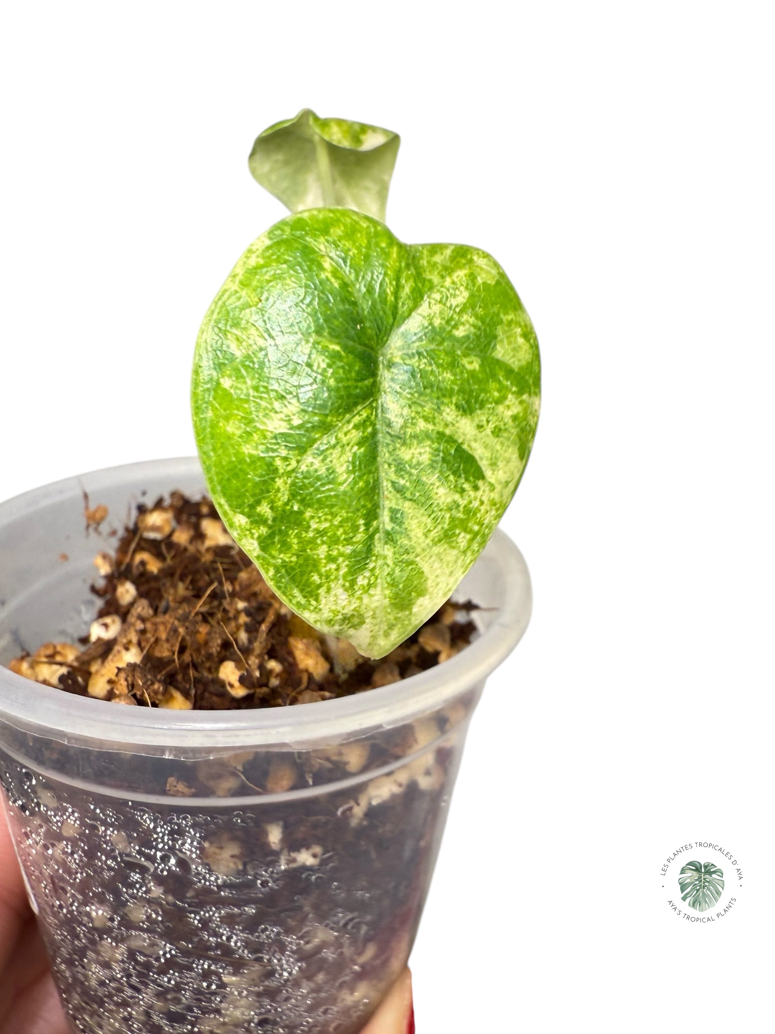 Alocasia Melo Variegated Aurea| Rare TC Plant| Aya's Tropical Plants