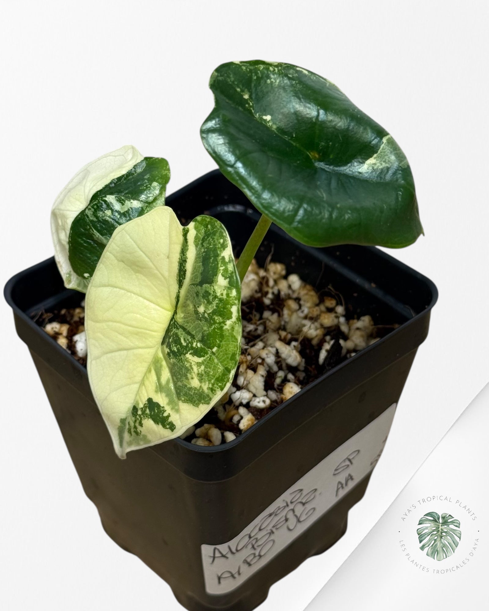 Alocasia Bisma sp. 'Platinum' Albo Variegated
- AA