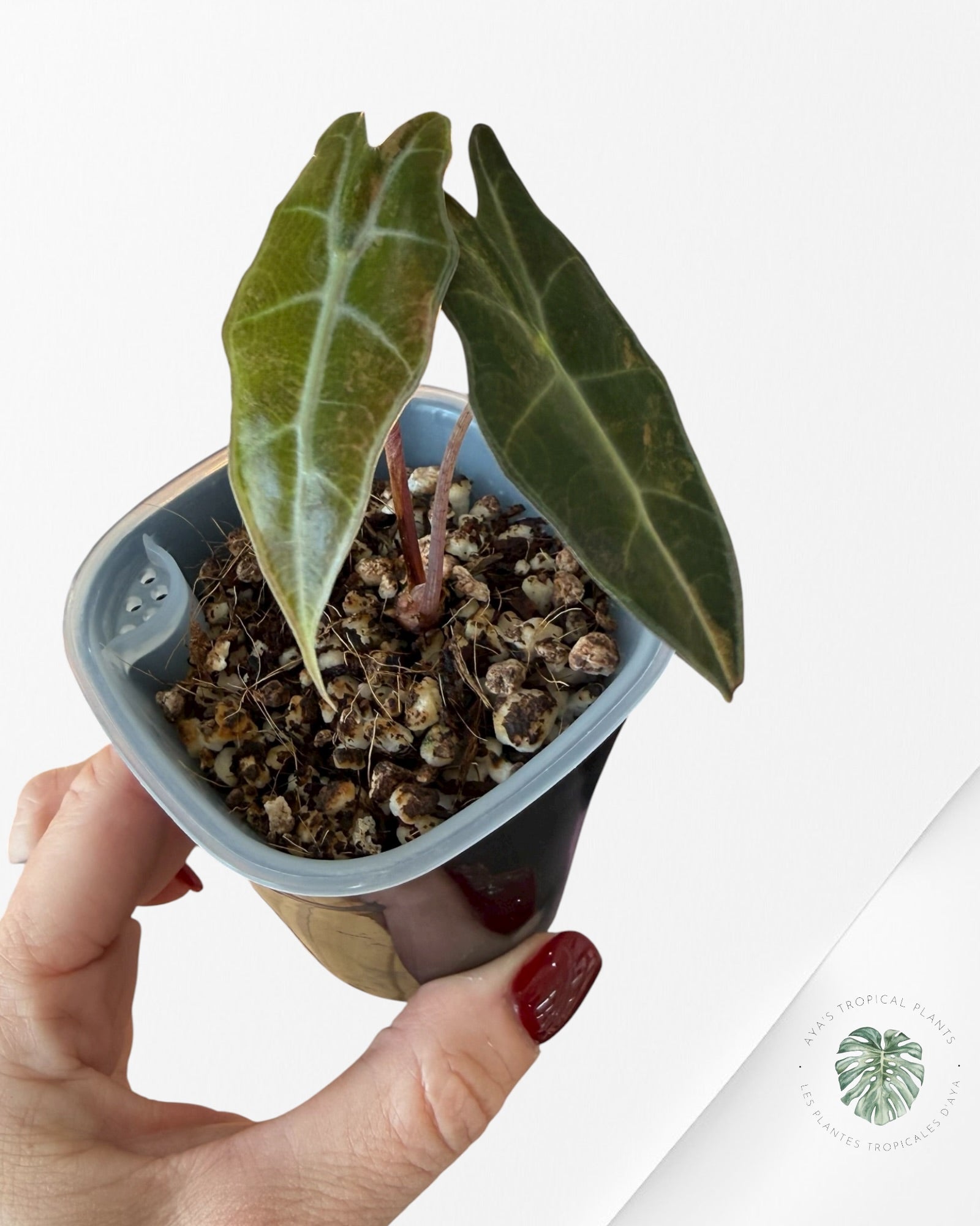 Alocasia Sanderiana ‘Bull’ Aurea Variegated