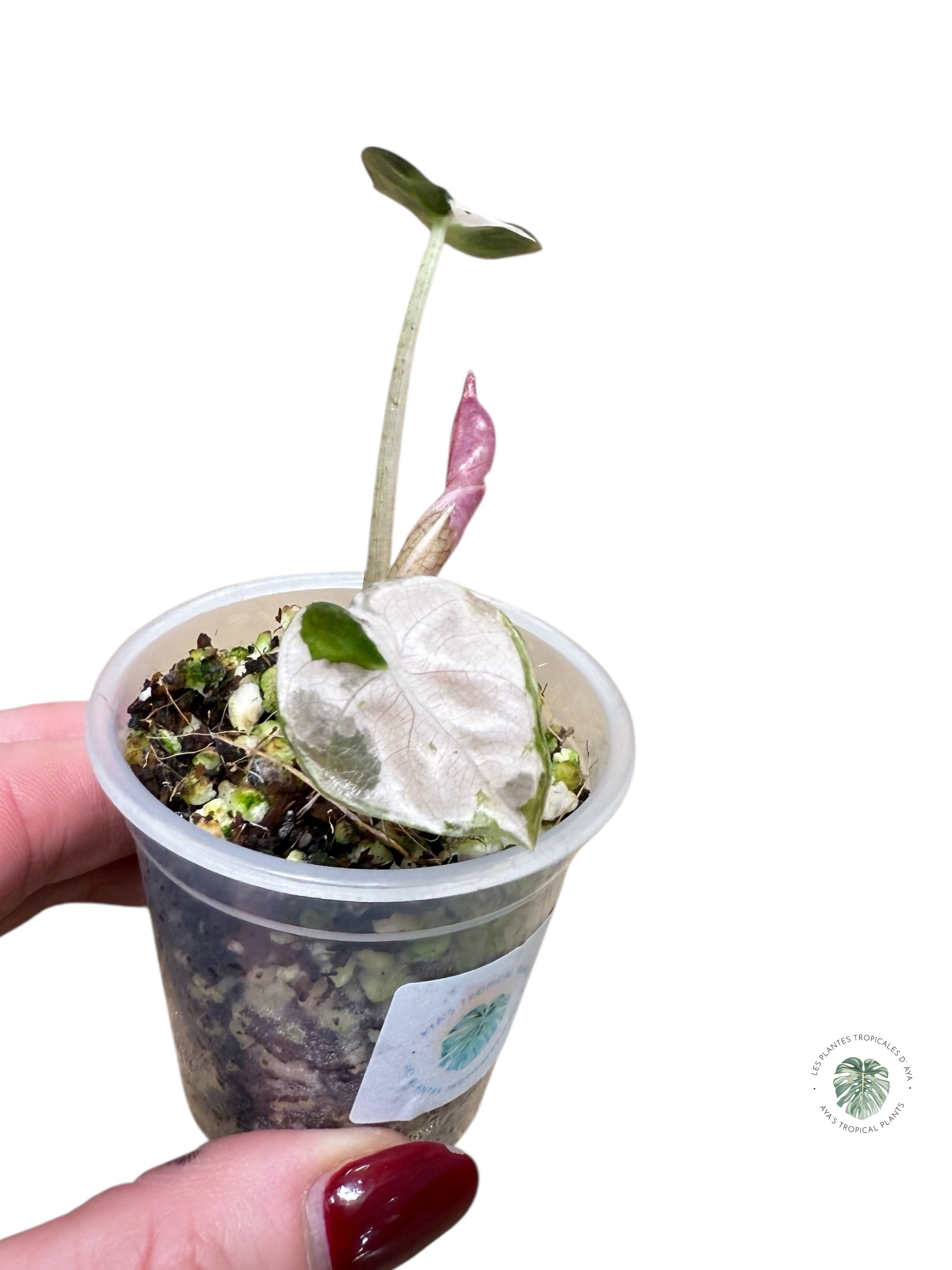 Alocasia Heart Balloon Pink variegated| Rare TC Plant| Aya's Tropical Plants